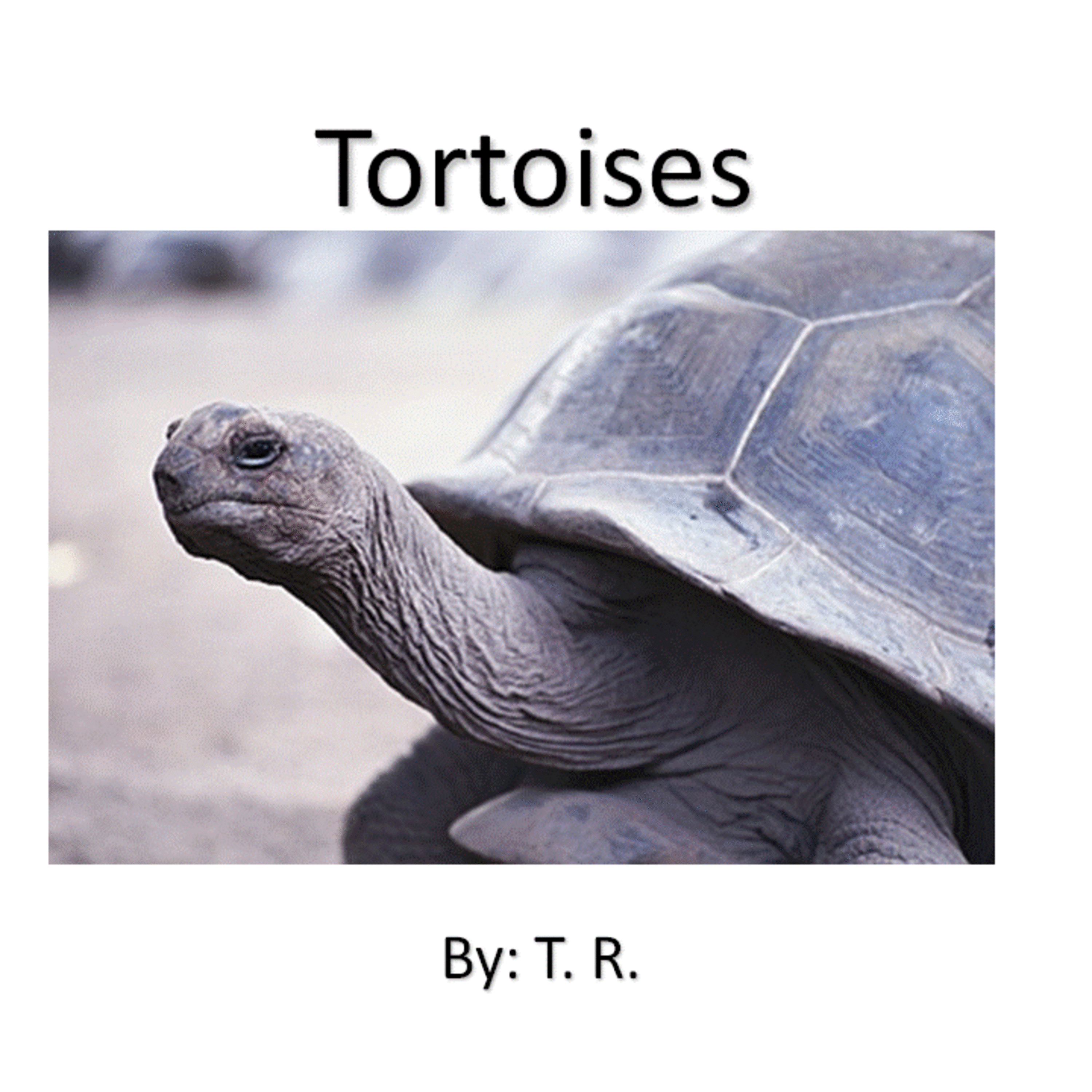 Tortoise Movie by Kindergarten Student episode artwork