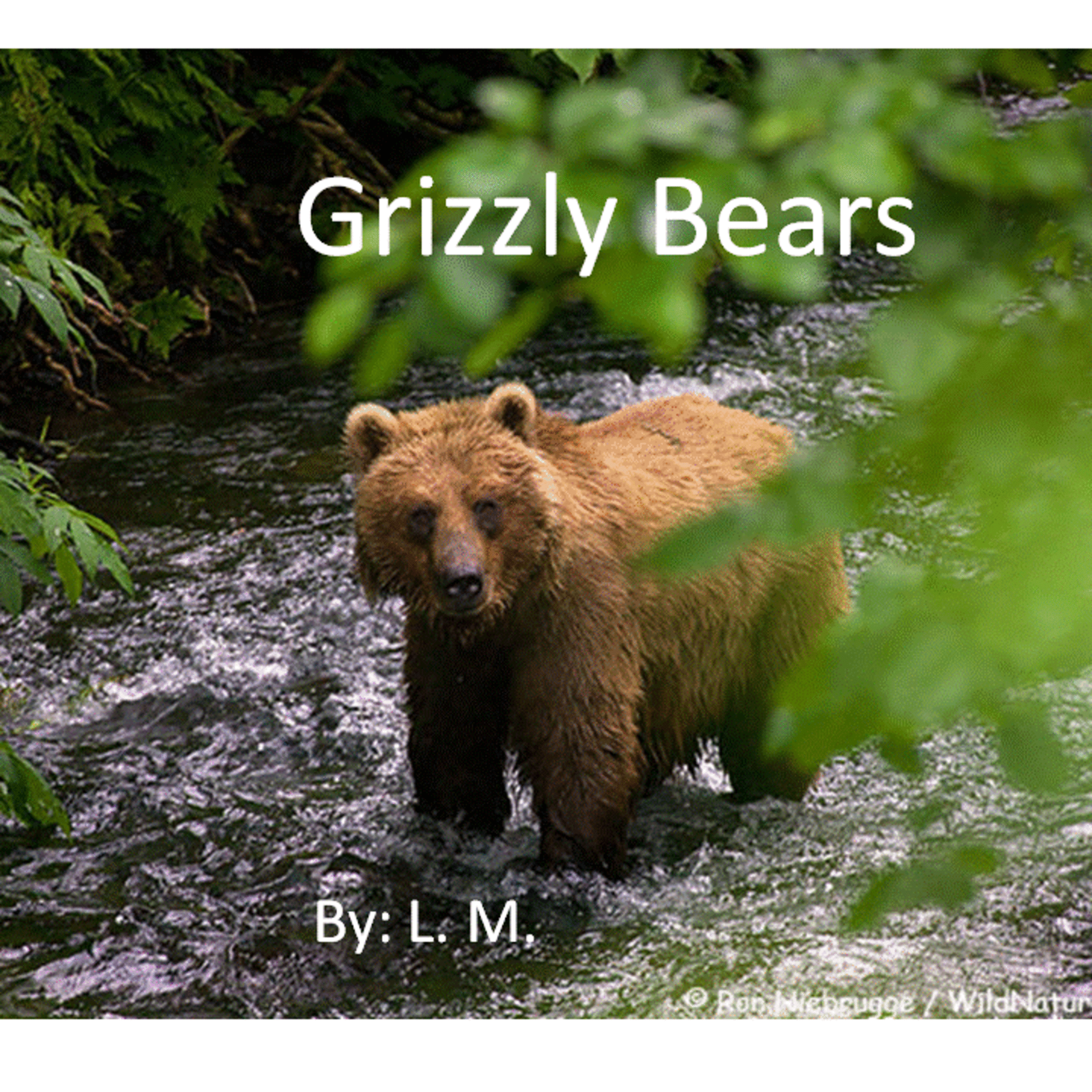 Grizzly Bear Movie by Kindergarten Student episode artwork