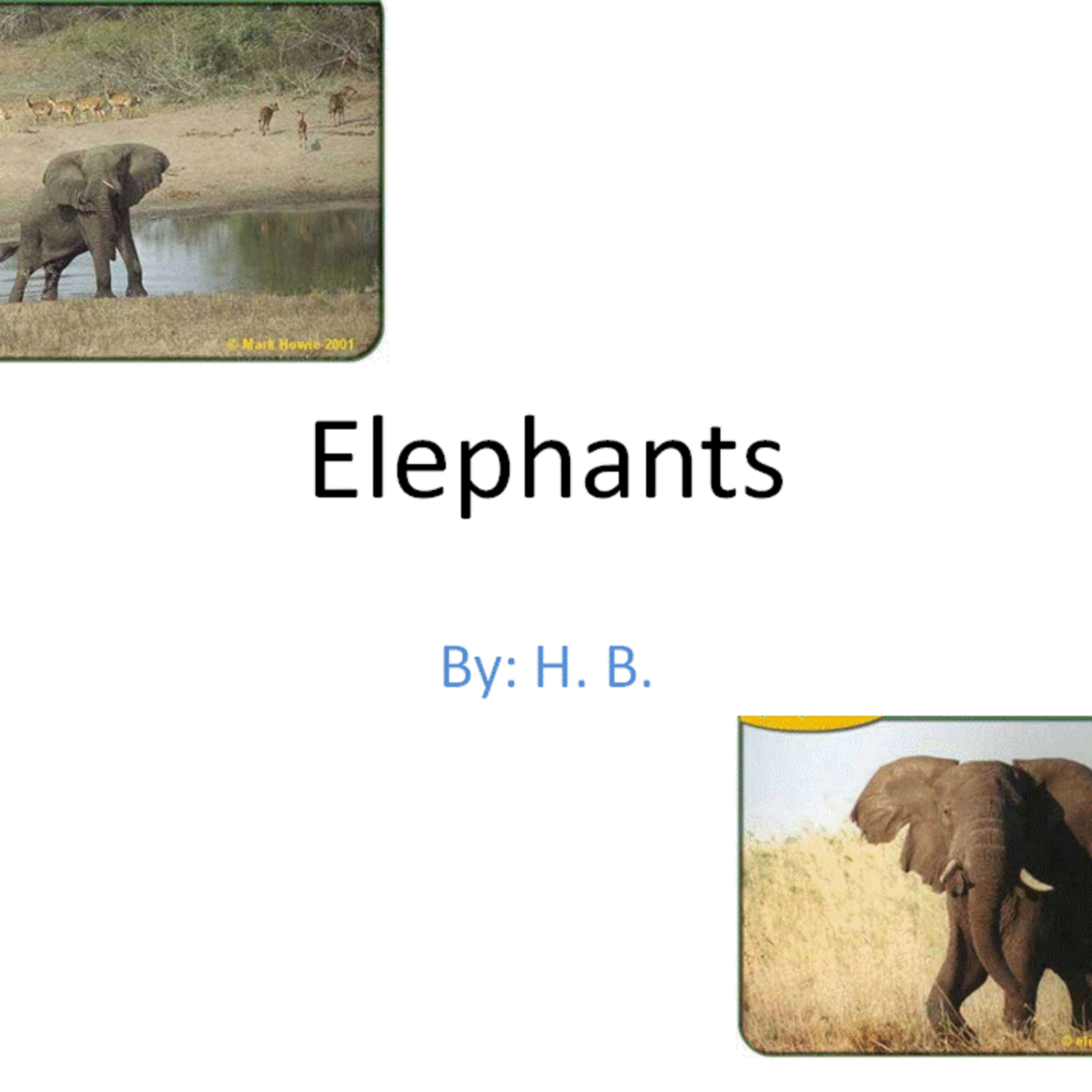 Elephant Movie by Kindergarten Student episode artwork