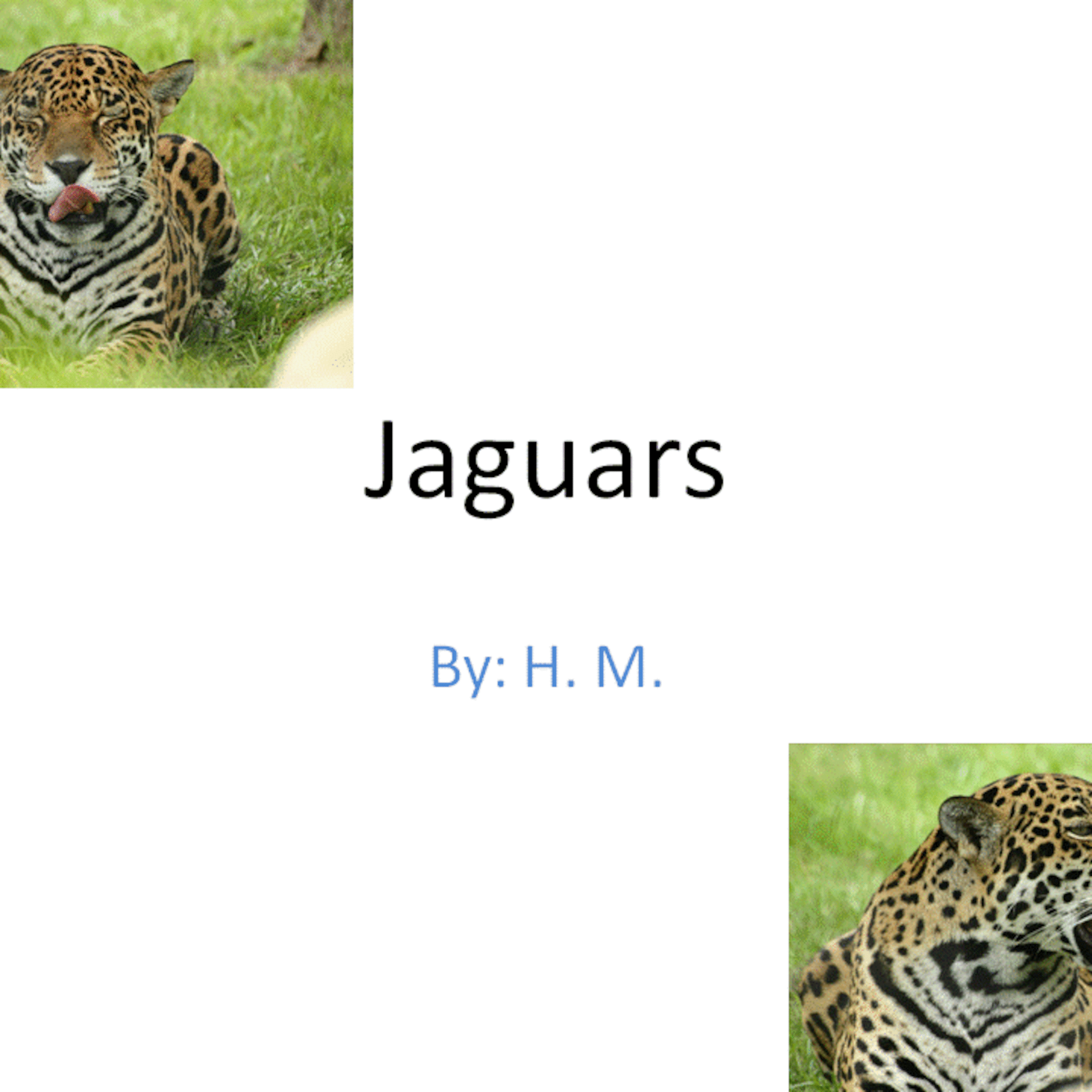 Jaguar movie by Kindergarten student episode artwork