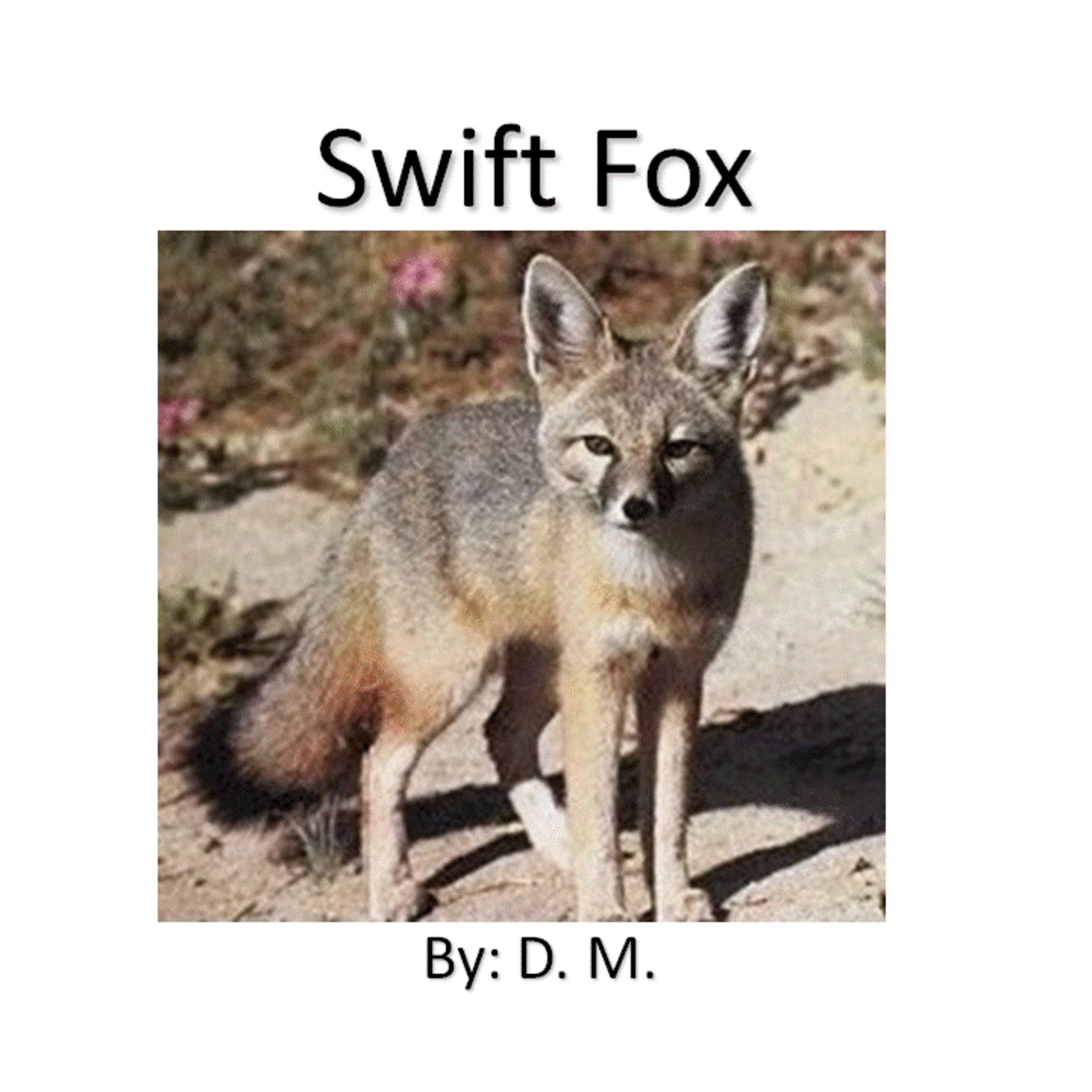 Swift Fox Movie by Kindergarten Student episode artwork