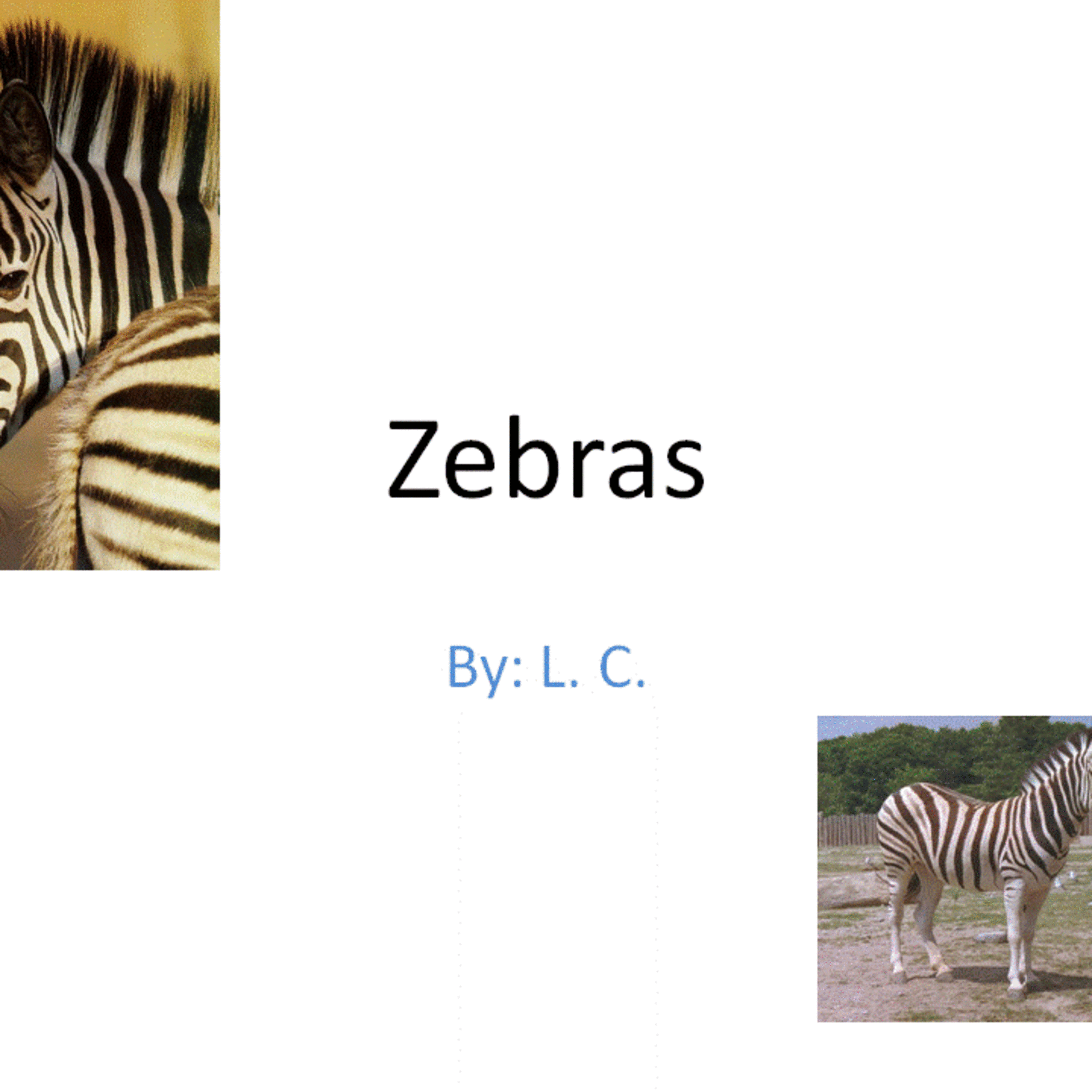 Zebra Movie By Kindergarten Student episode artwork
