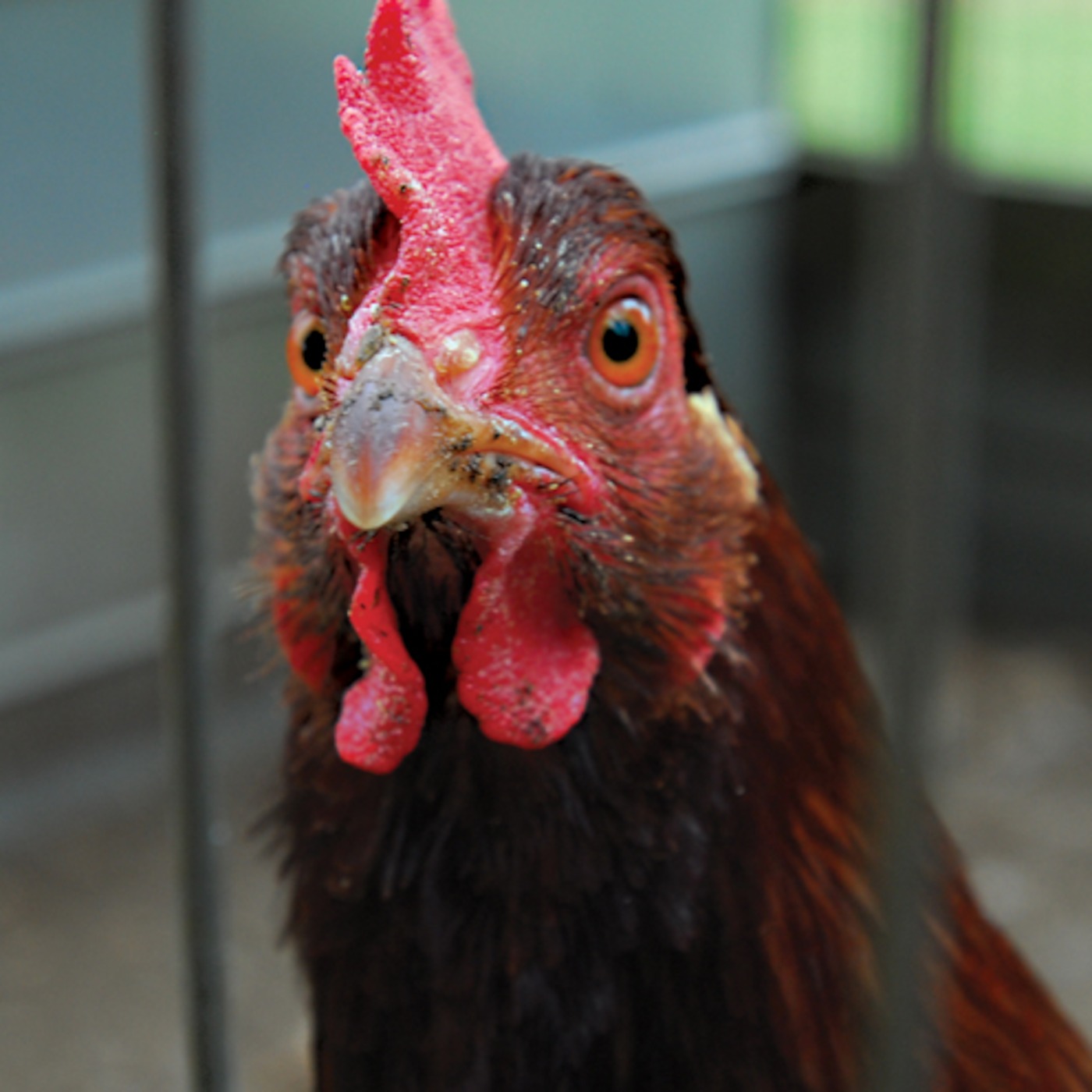 Poultry in Motion