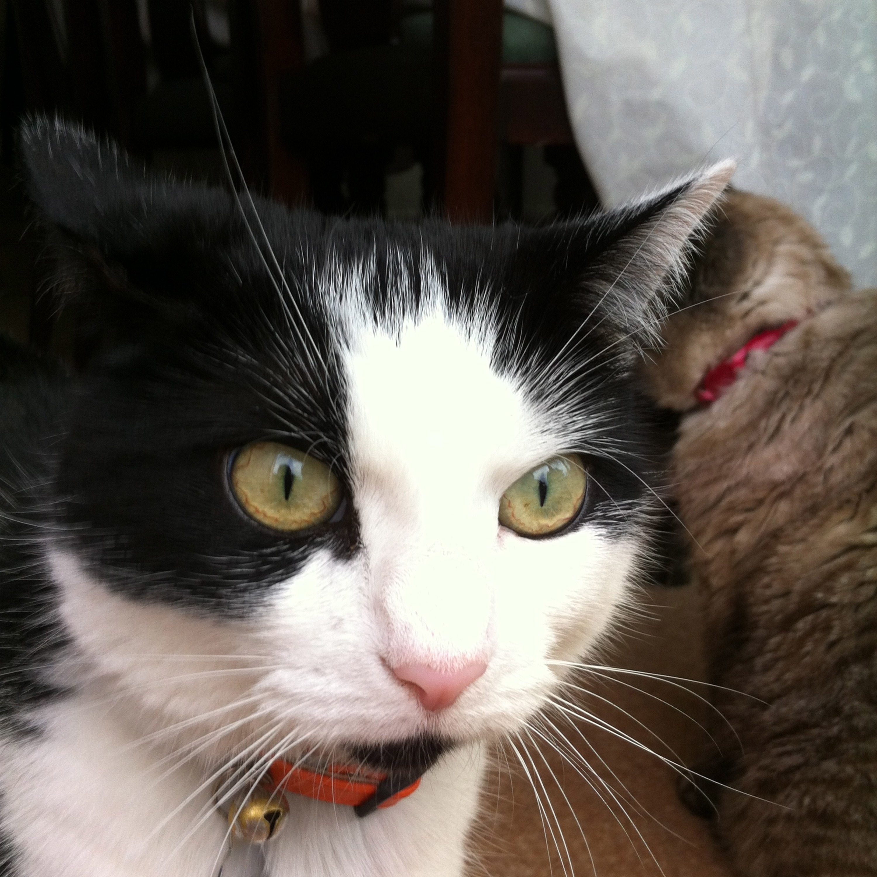 The Cat Crept In