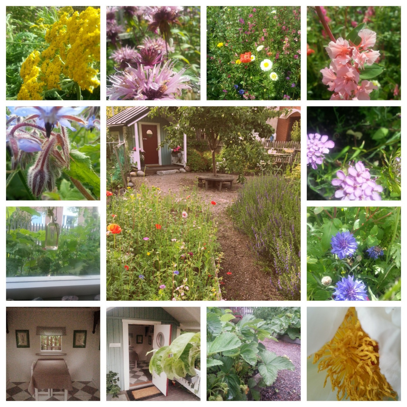 #1 Bagis blommar!