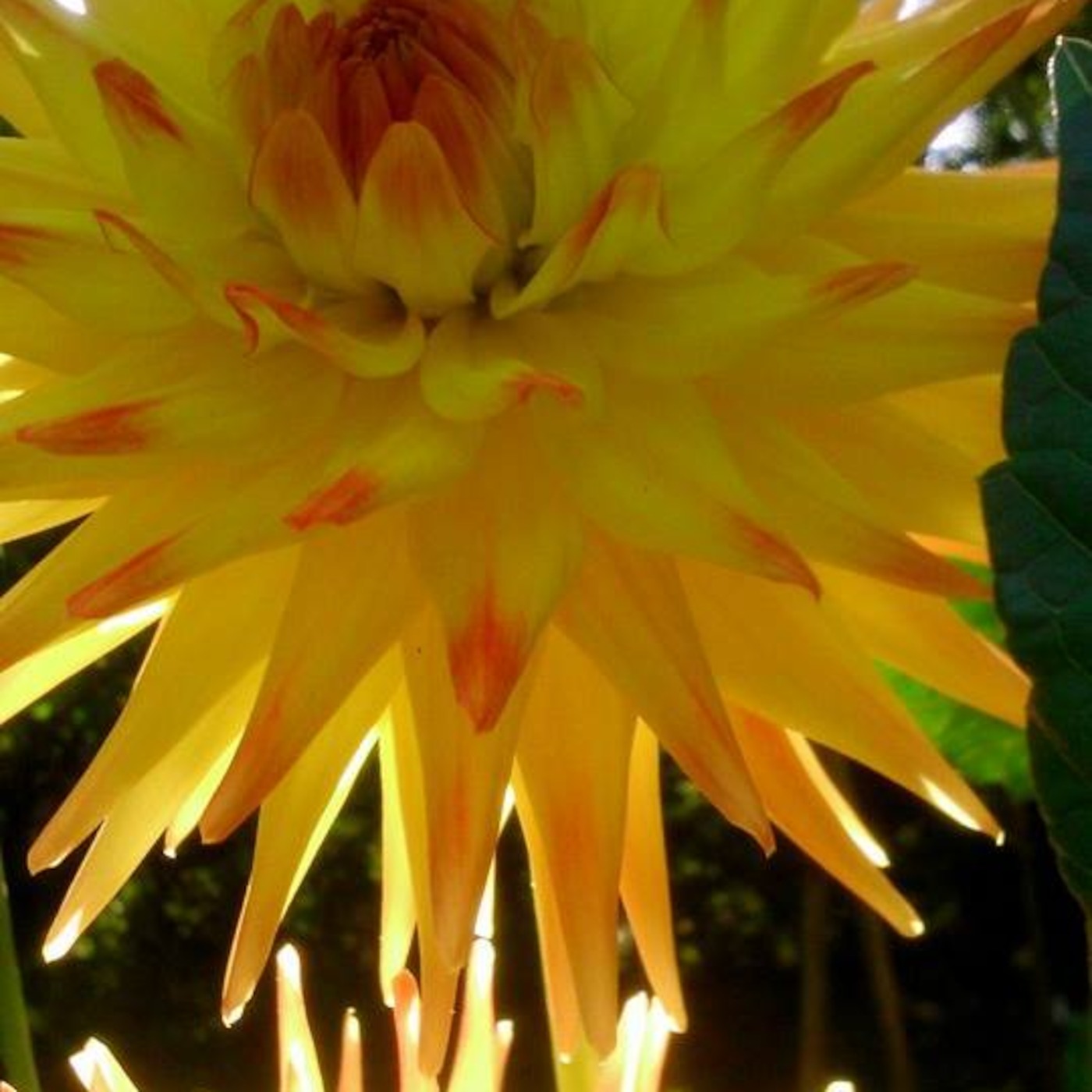 #4 My my my Dahlia!
