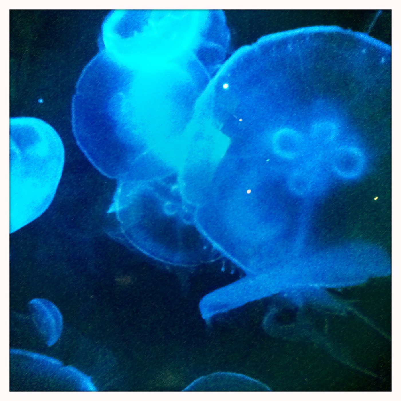 An Afternoon at the Aquarium
