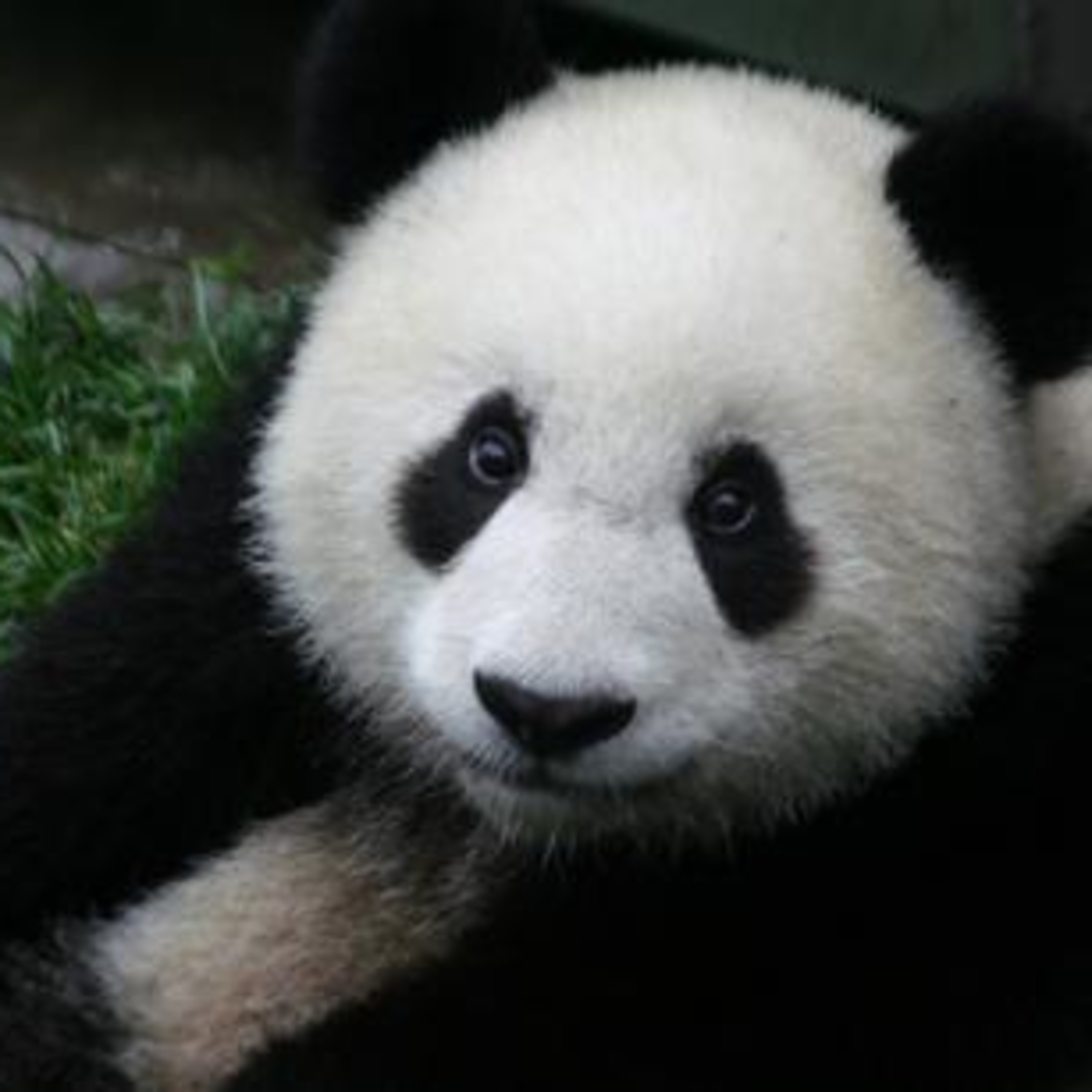 Episode #13.8 - Baby Panda Sneeze episode artwork
