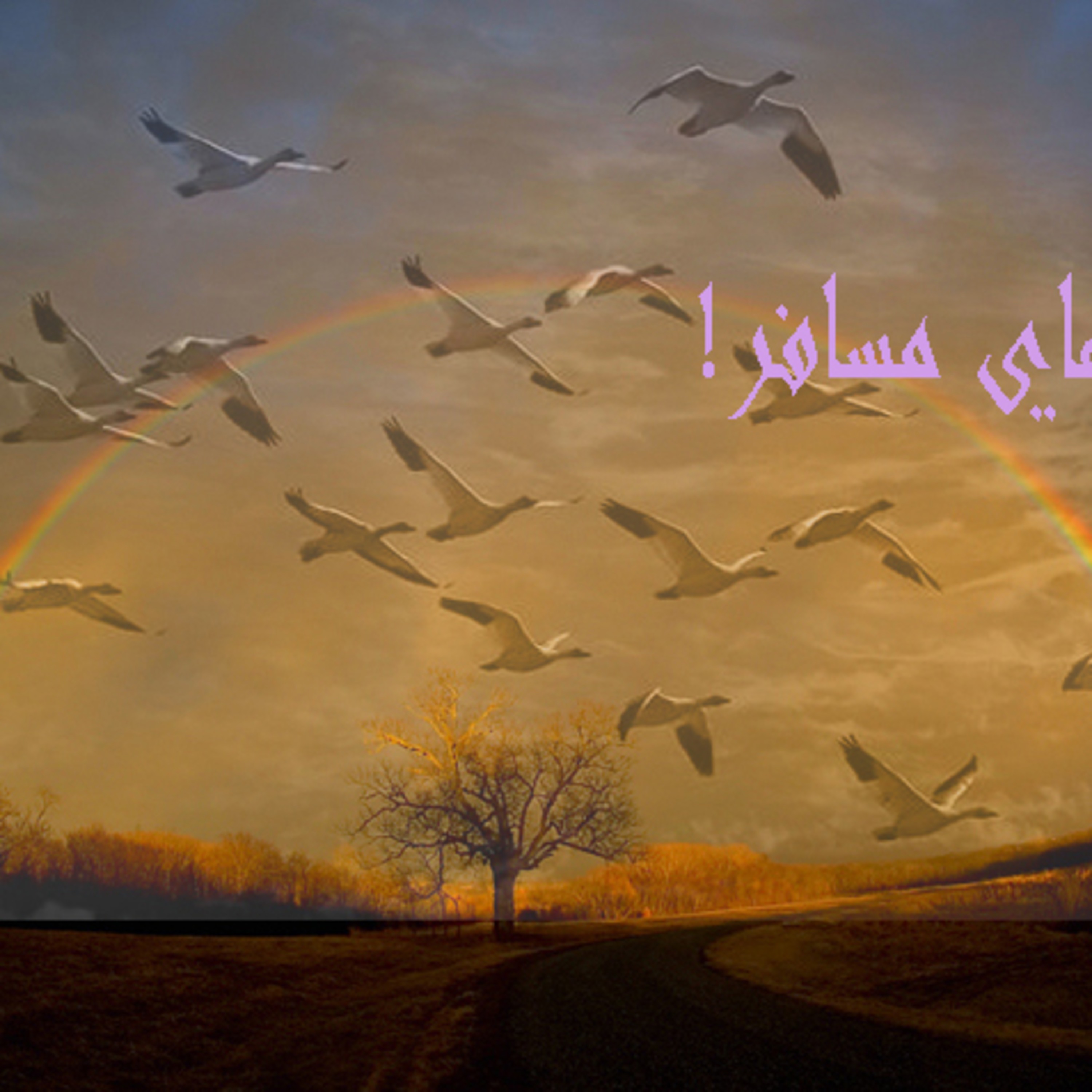 آی... پرنده های مسافر.. episode artwork