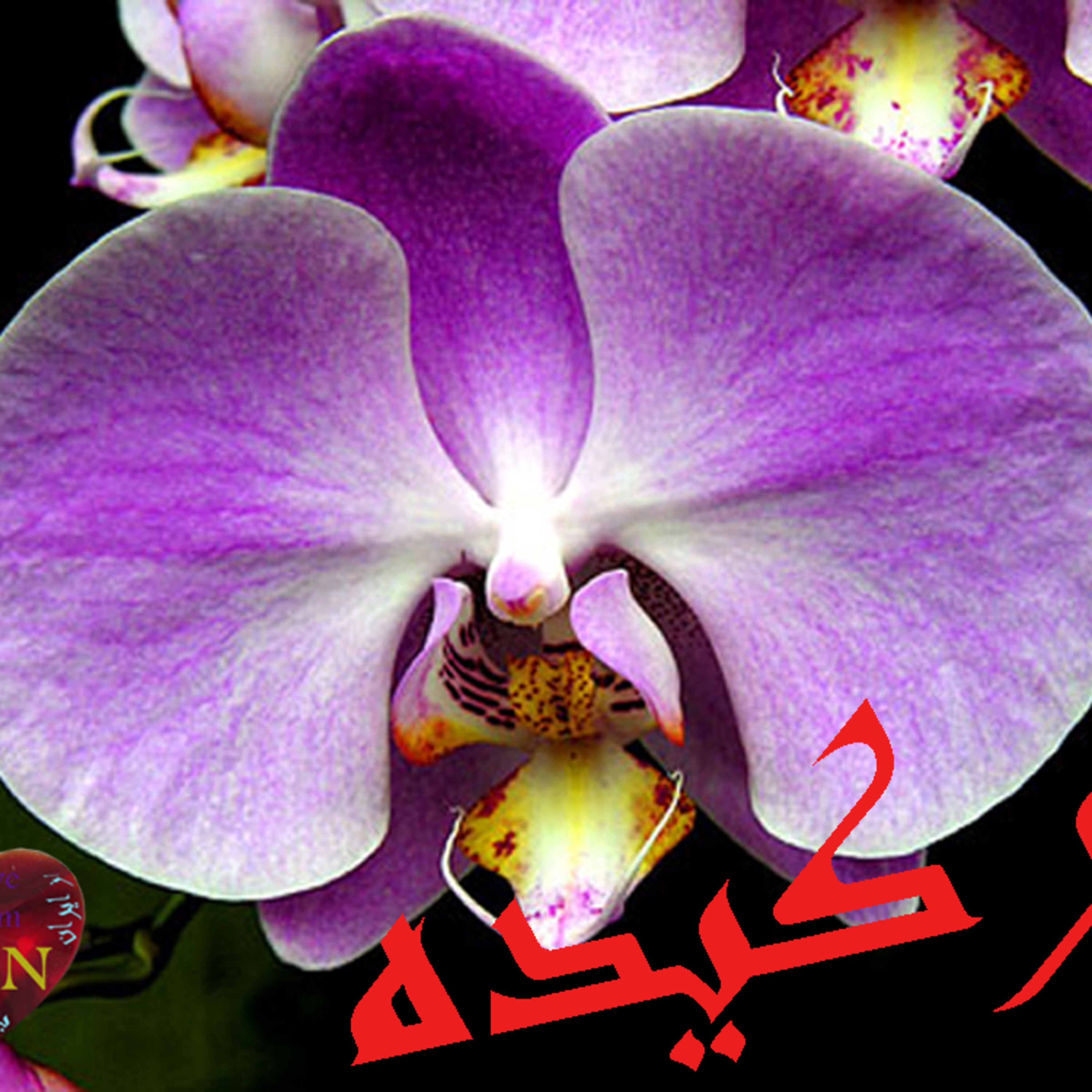 ارکیده... episode artwork