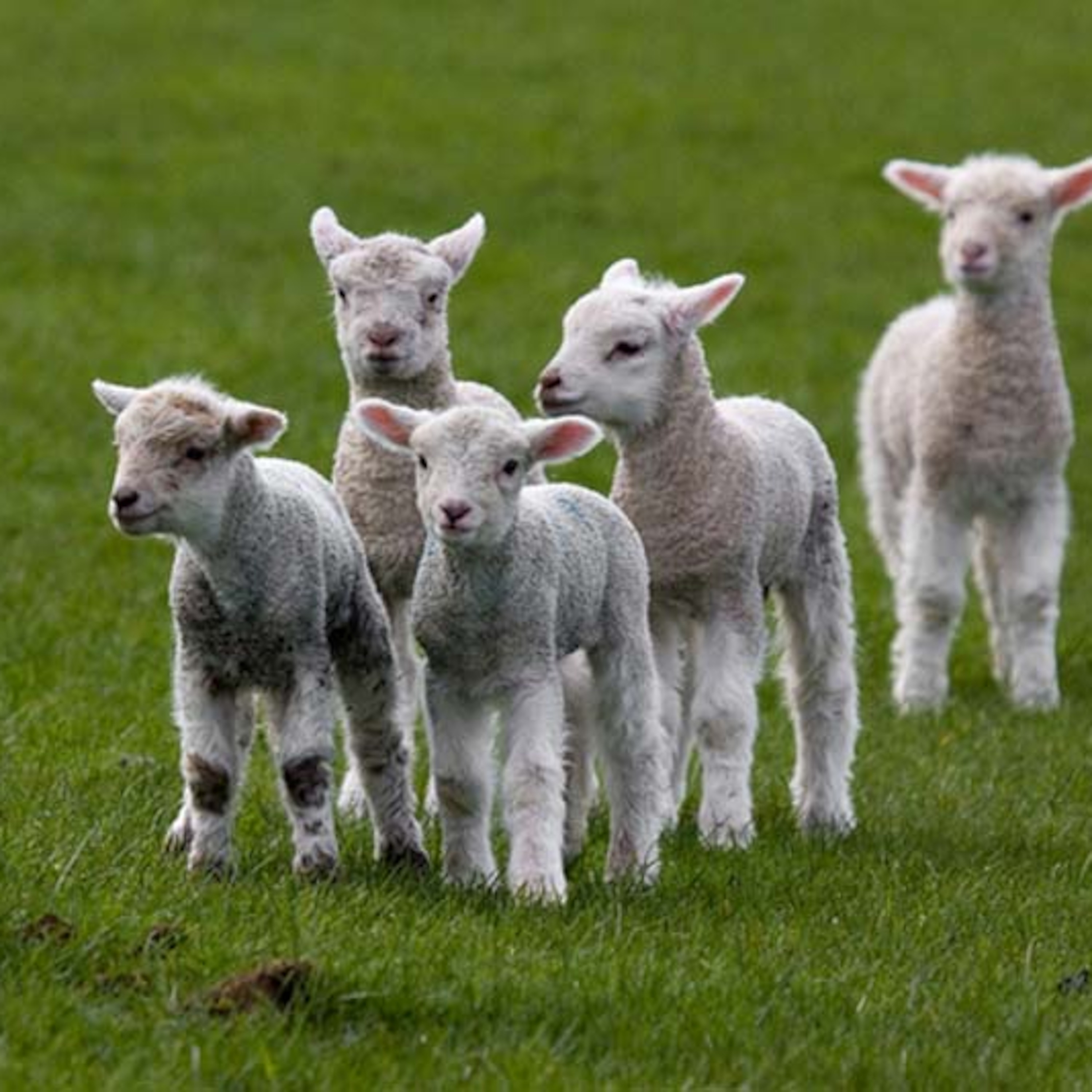 The Film Pasture Podcast