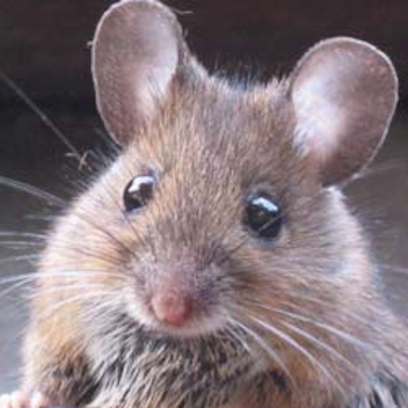 Mouse trap