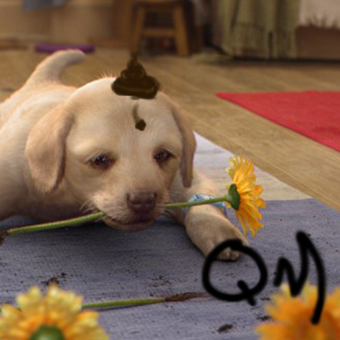 Episode 9- Would you wipe your arse on a dog?
