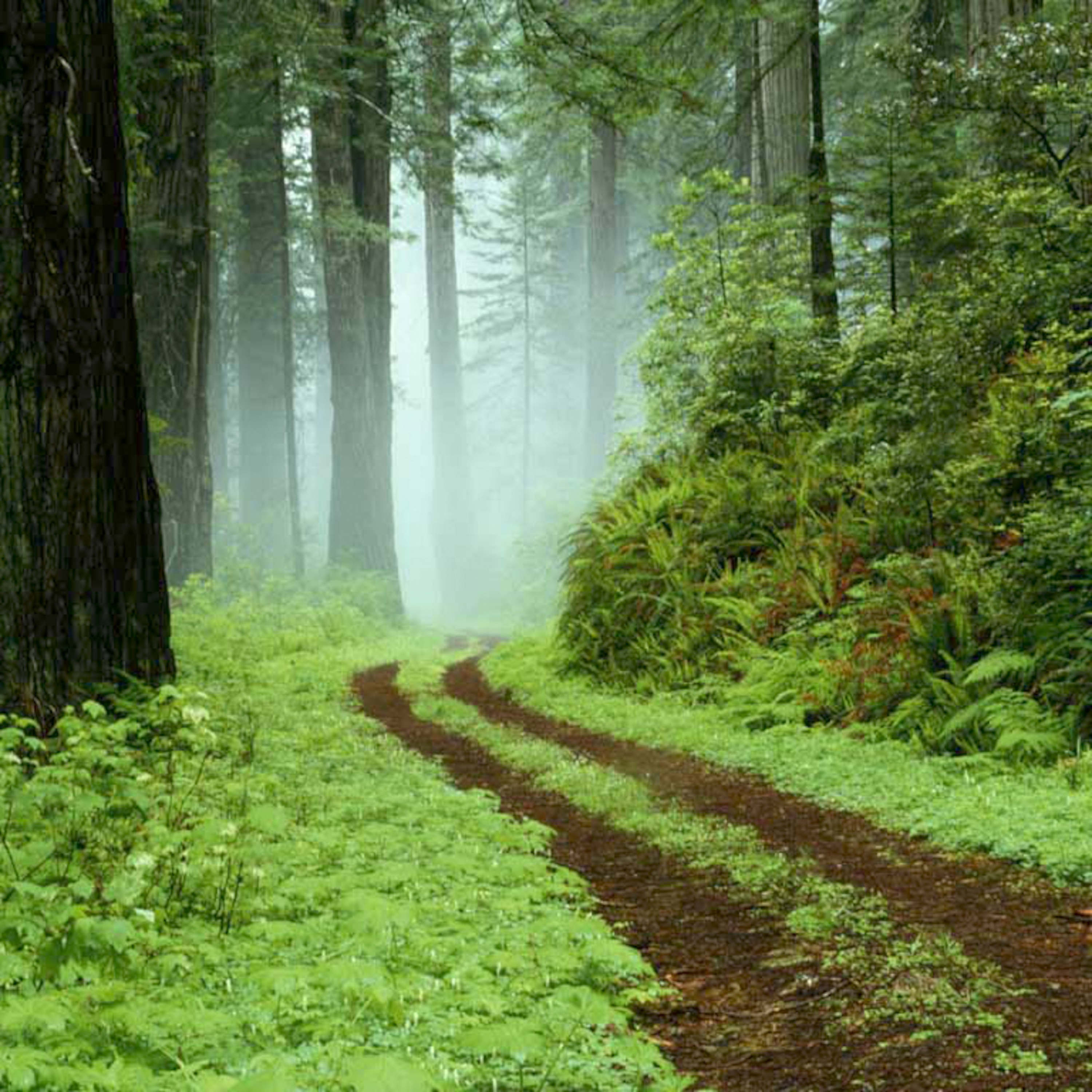 Dr. Afshan Hashmi\'s Podcast