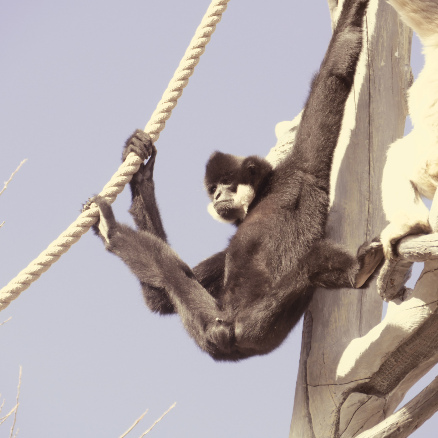 KGLT Radio: Uncle Duke\'s Stream Of Consciousness