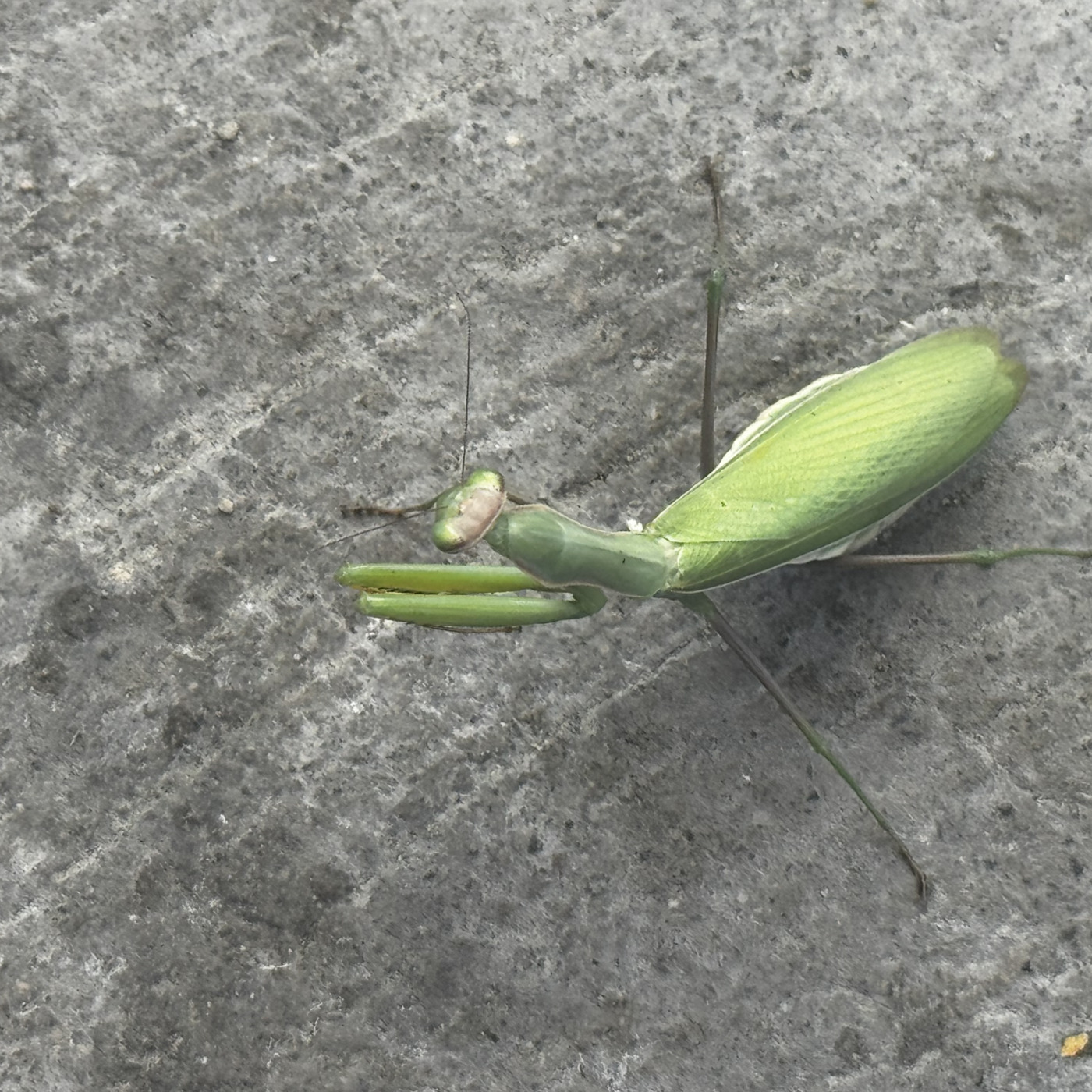 KGLT Radio: Uncle Duke\'s Stream Of Consciousness