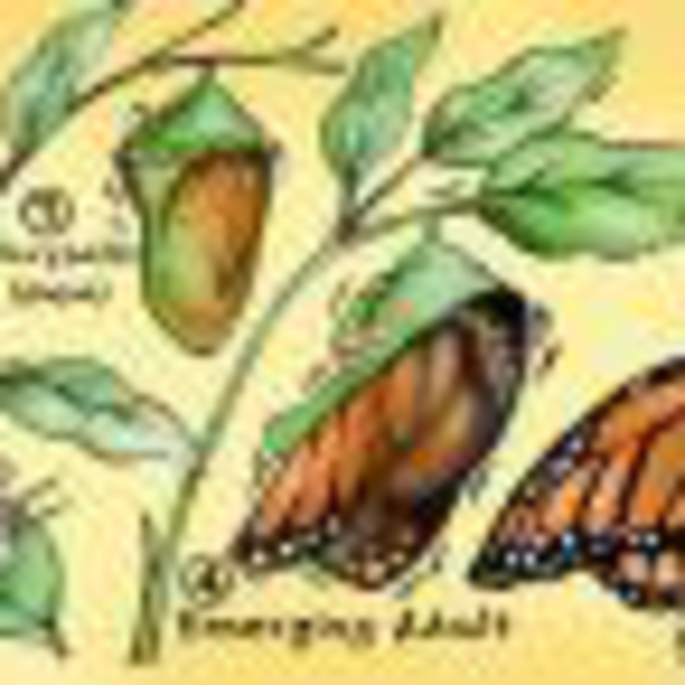 Carrots Caterpillars and more Mellow music