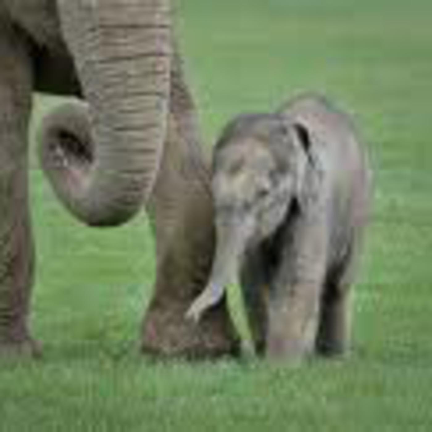 Elephant Rest...a bit short