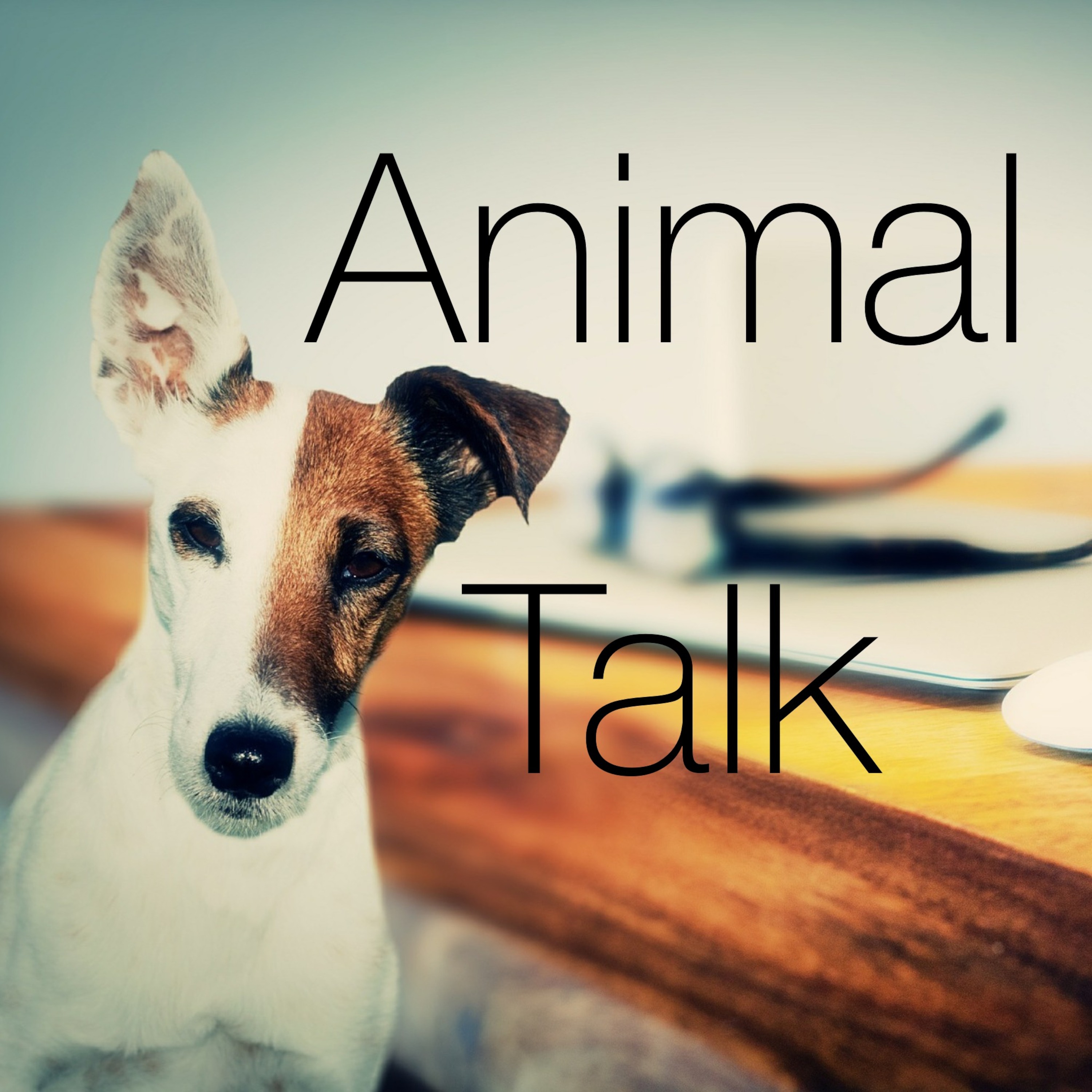 Animal Talk