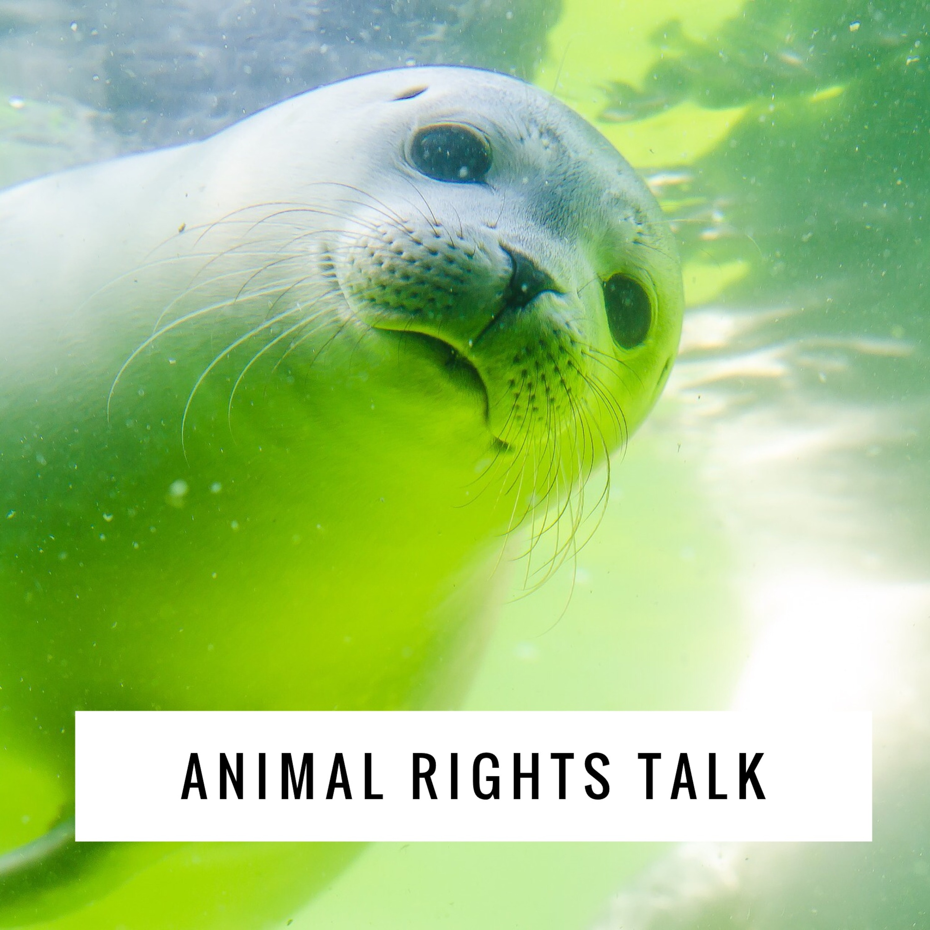Animal Rights Talk