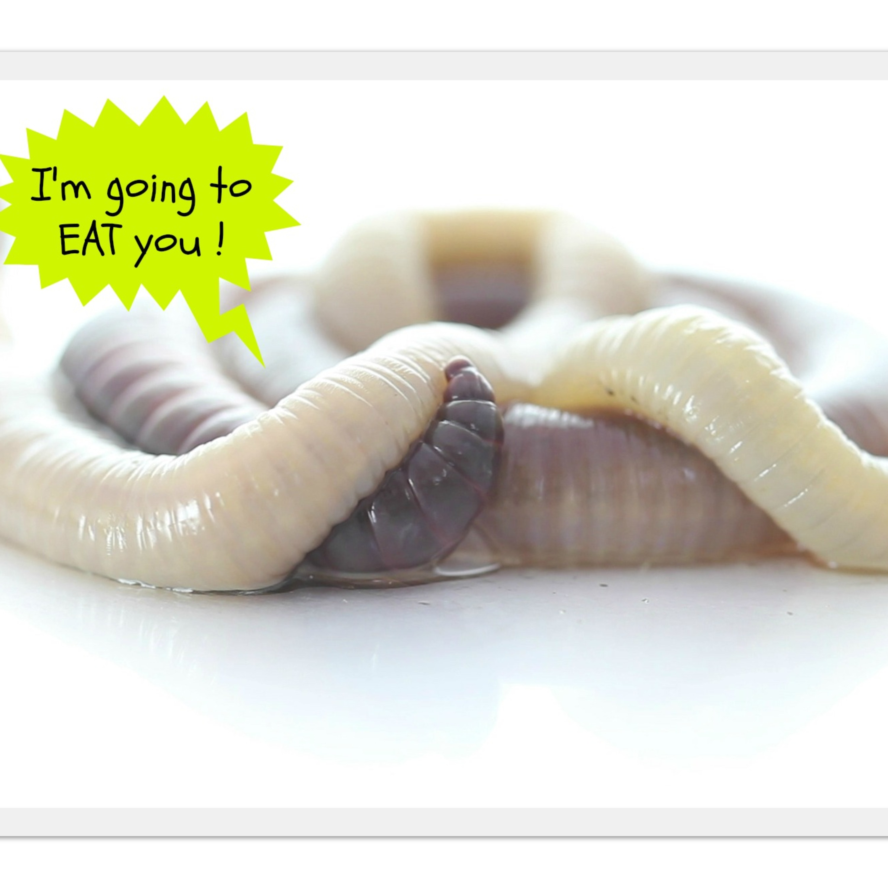 Angela Oberer - It's a Good Idea - Say Goodbye to Parasites episode artwork