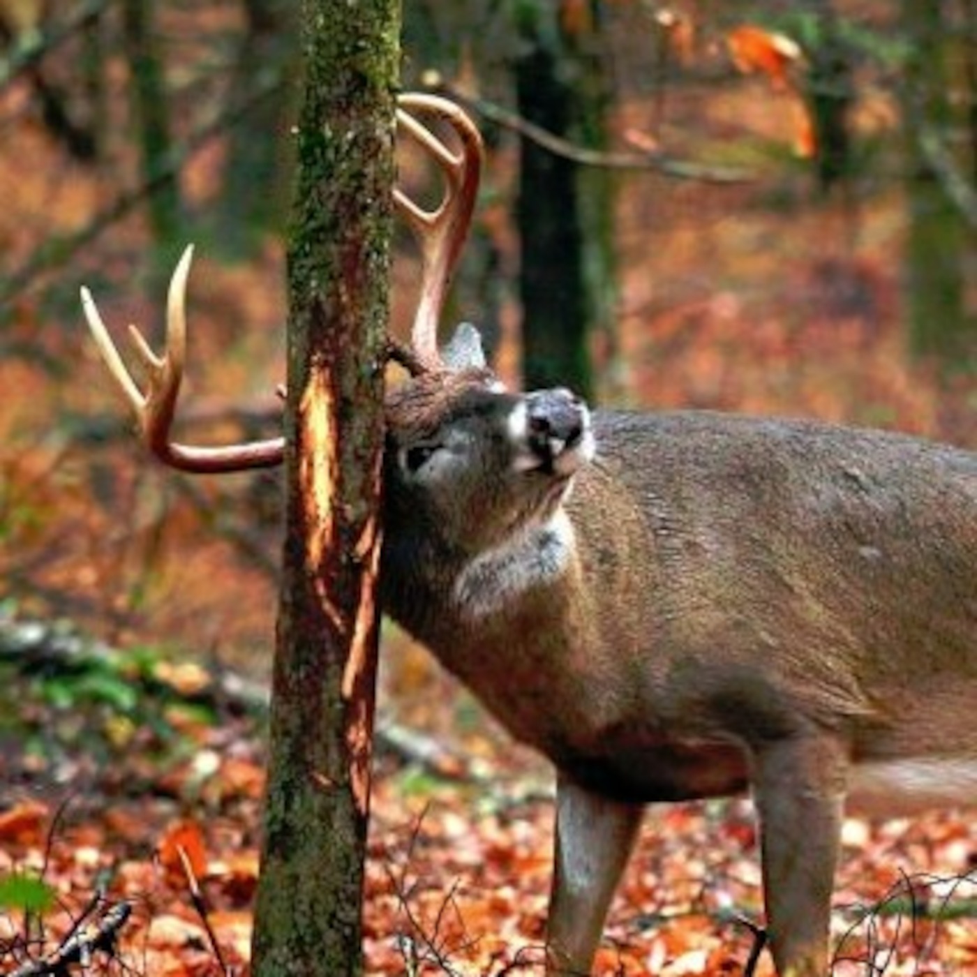 PA Rut Report: Episode 14 - The hour is upon us...