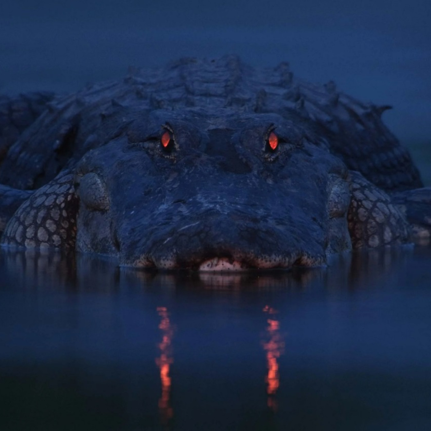 DDP - Deep Dyve Podcast