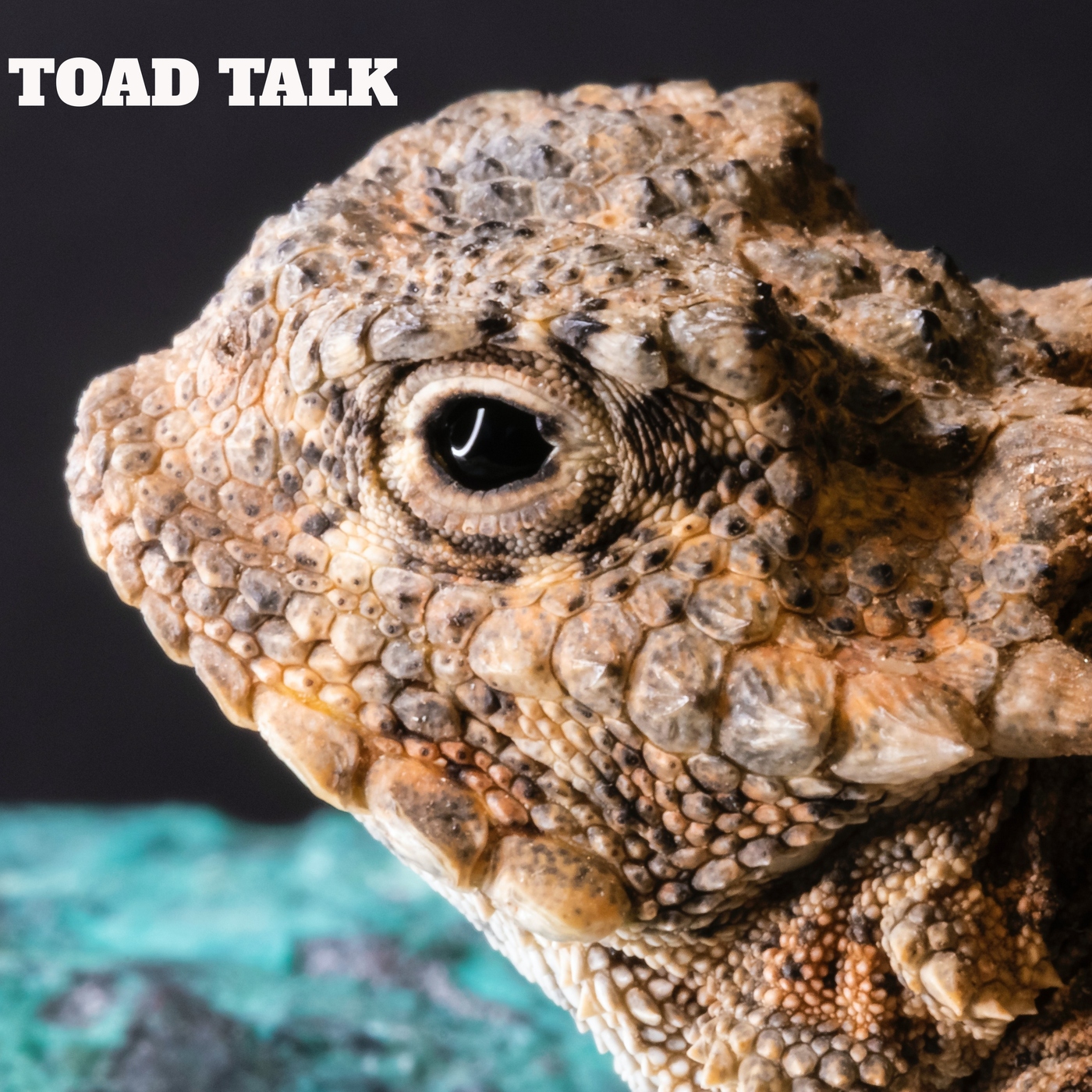 Toad Talk