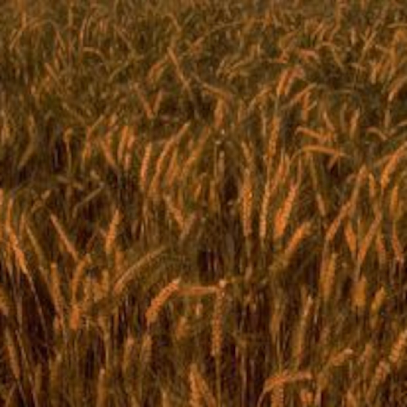 The Parable of the Wheat and the Weed (8-27-06)