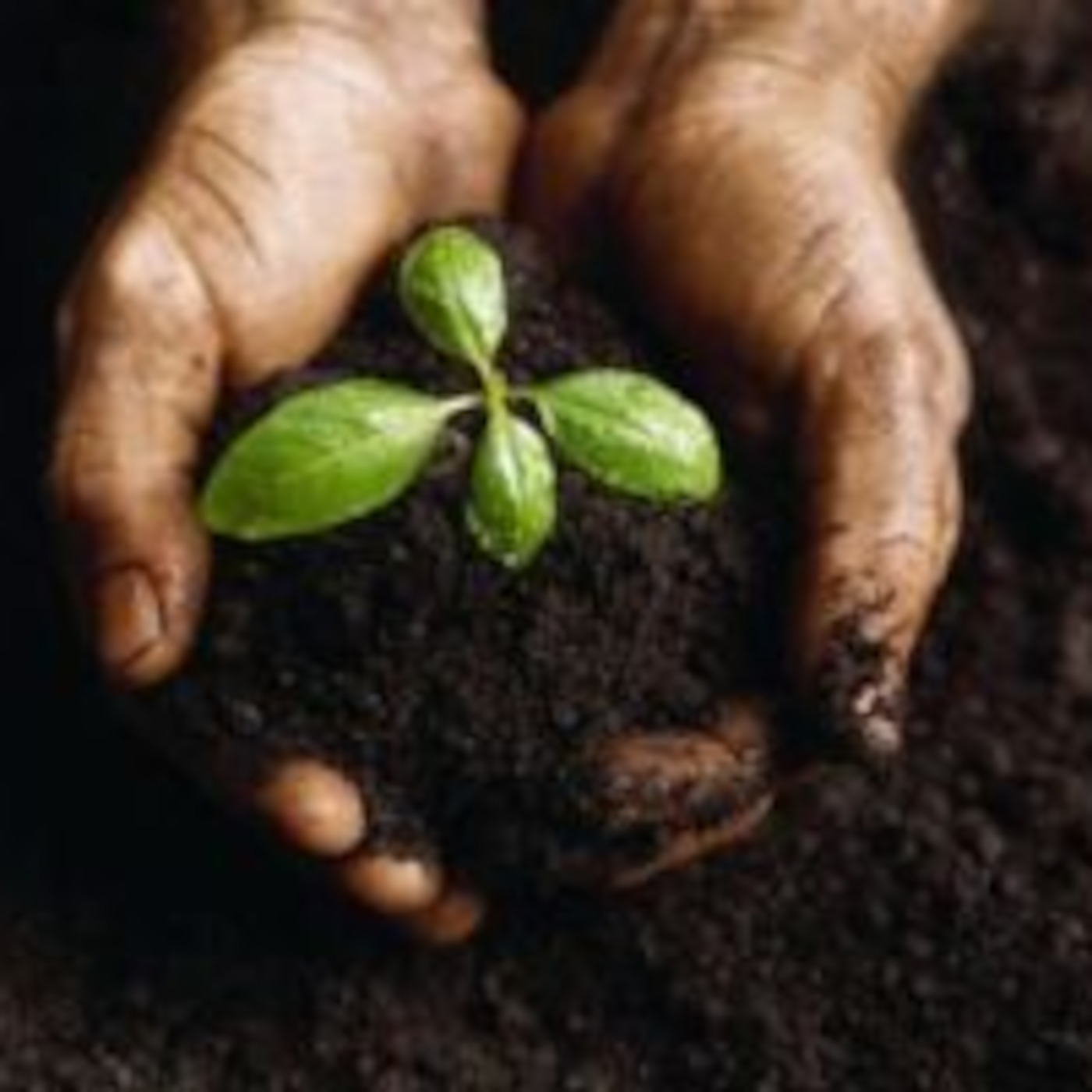 The Parable of the Growing Seed (8-20-06)