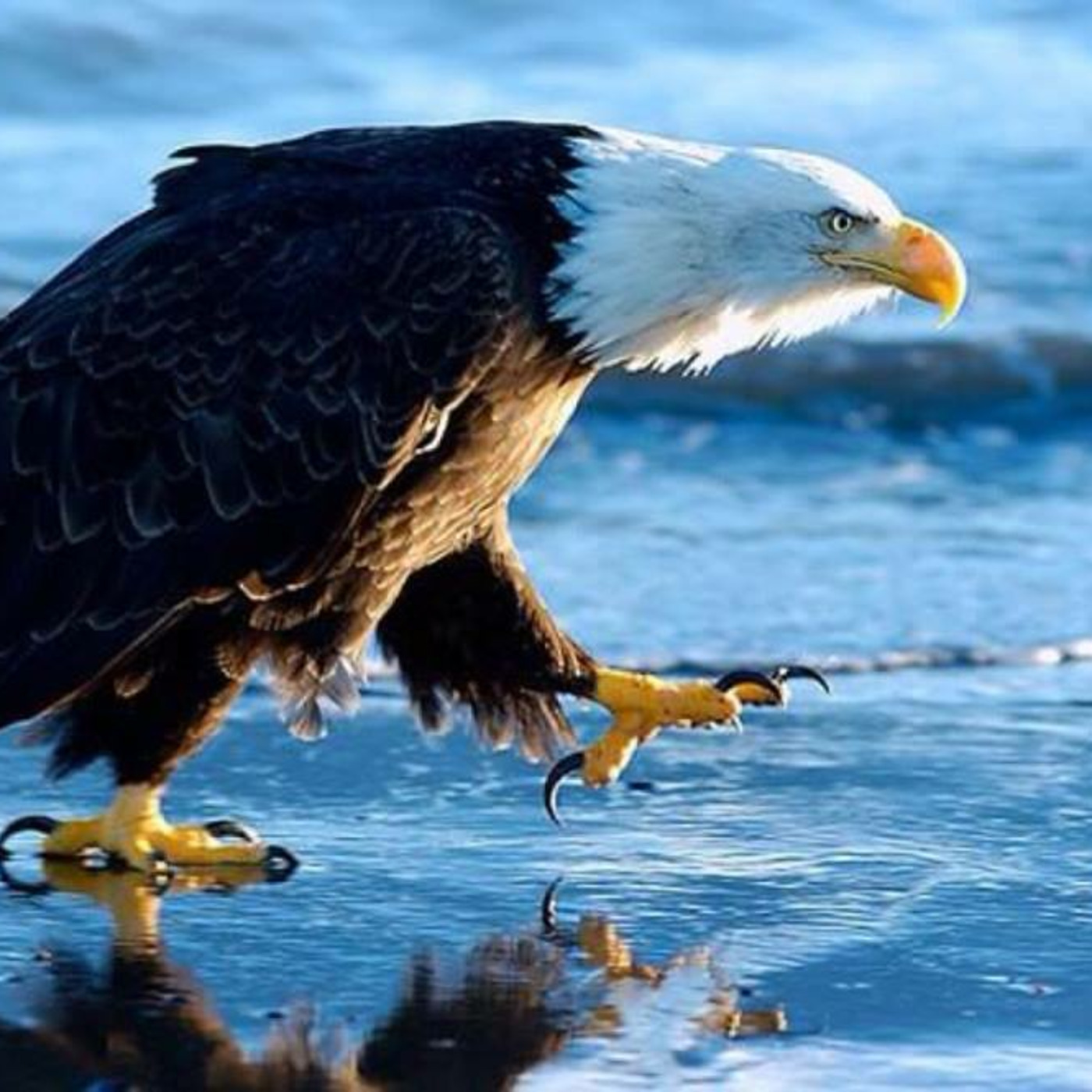 Medium Laura Evans\' Podcast