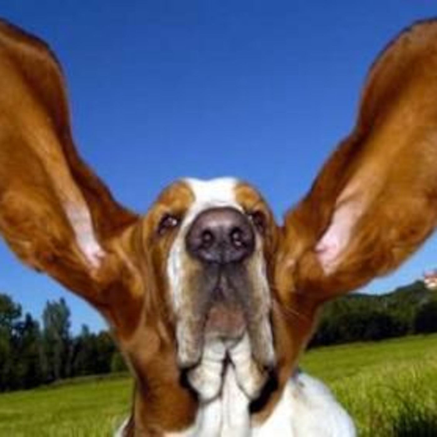 Kaela - Dog Sounds/Hearing