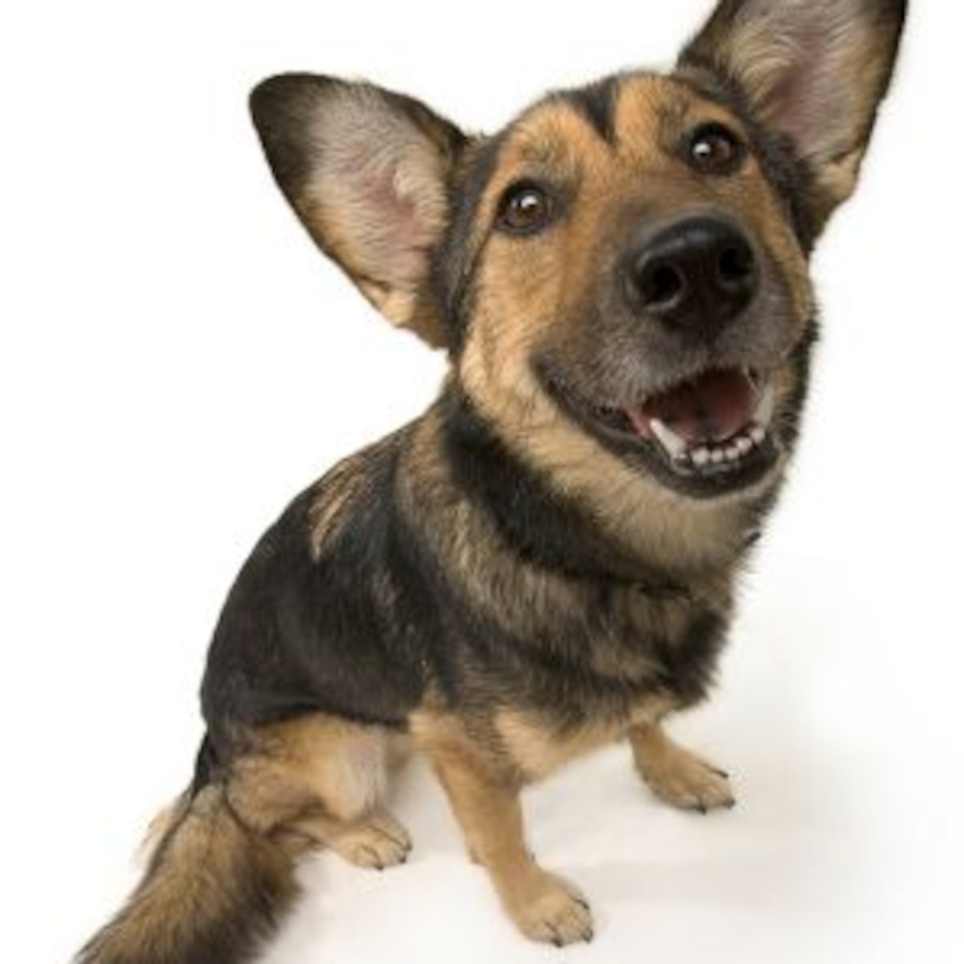 Kai - Dog Sounds/Hearing