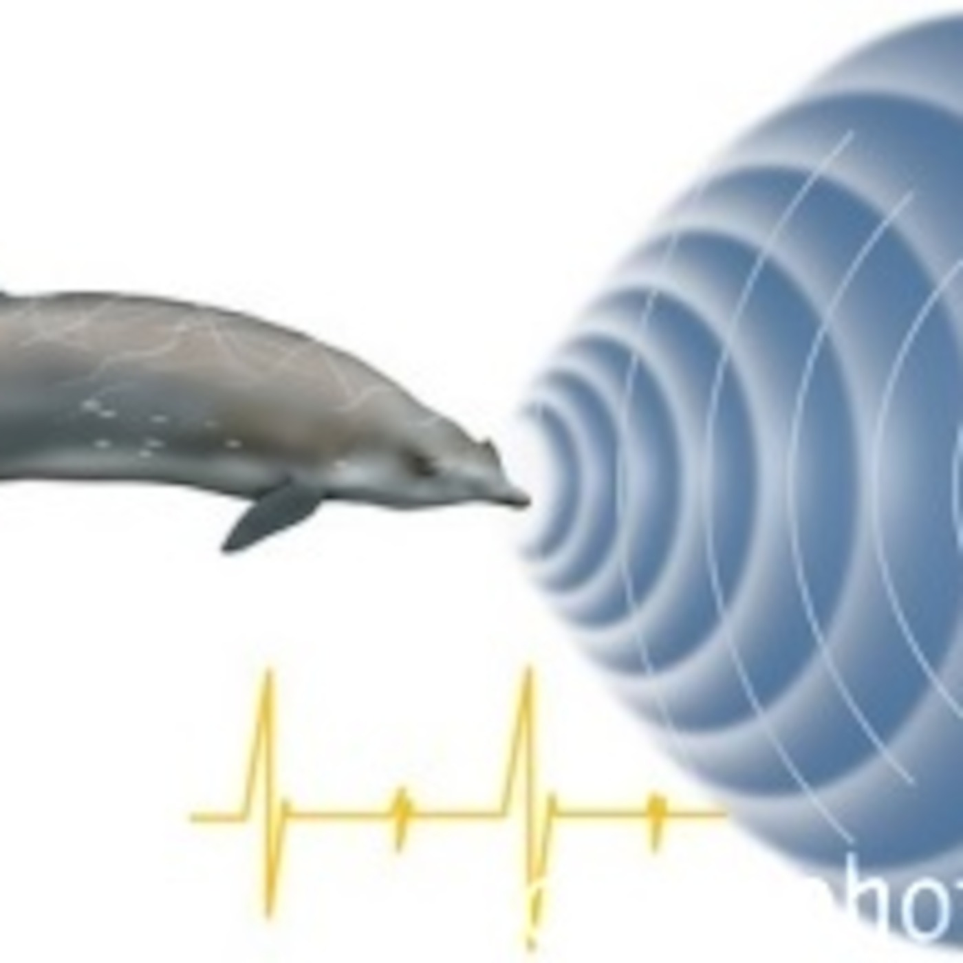 Soumil and Star - Whale Sounds/Hearing