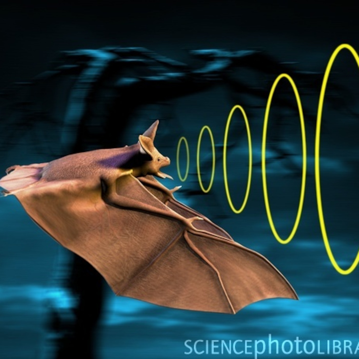 Nolan - Bats episode artwork