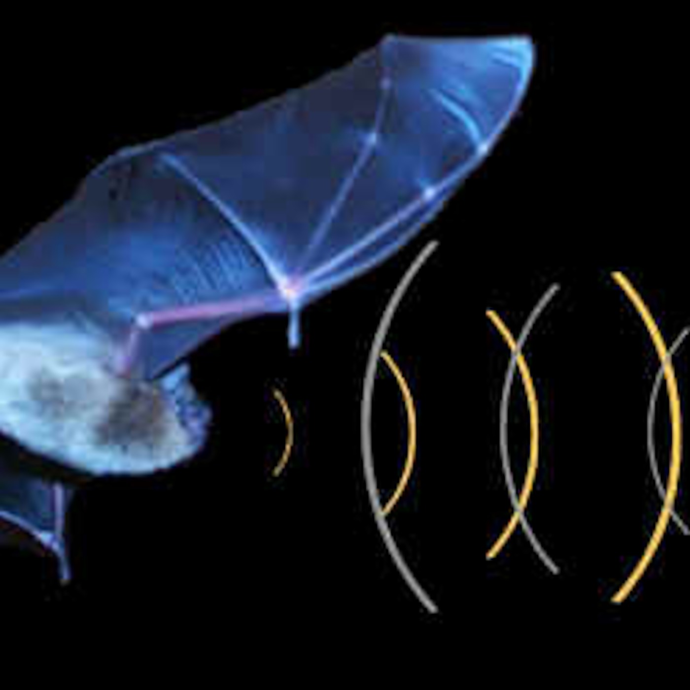 Denis - Bats