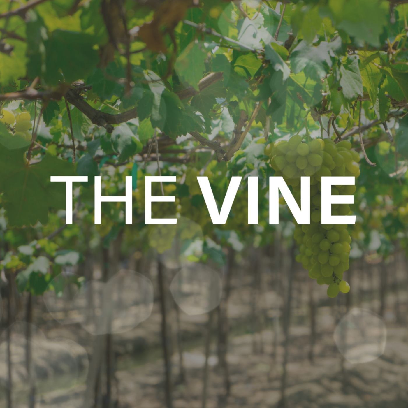 The Vine (Brent Smith, 28 February 2026) episode artwork