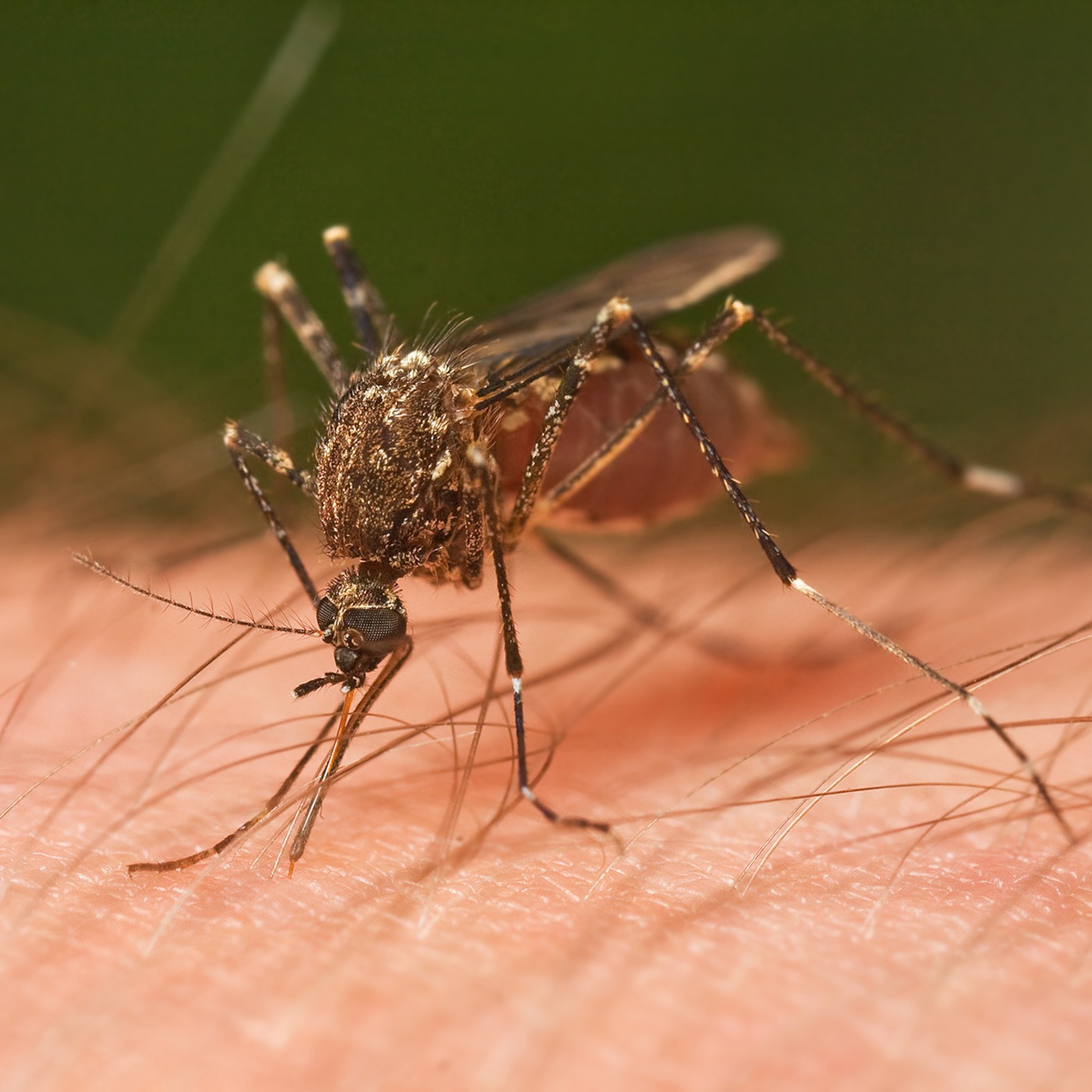 Genetically Modified Mosquito to Fight Dengue