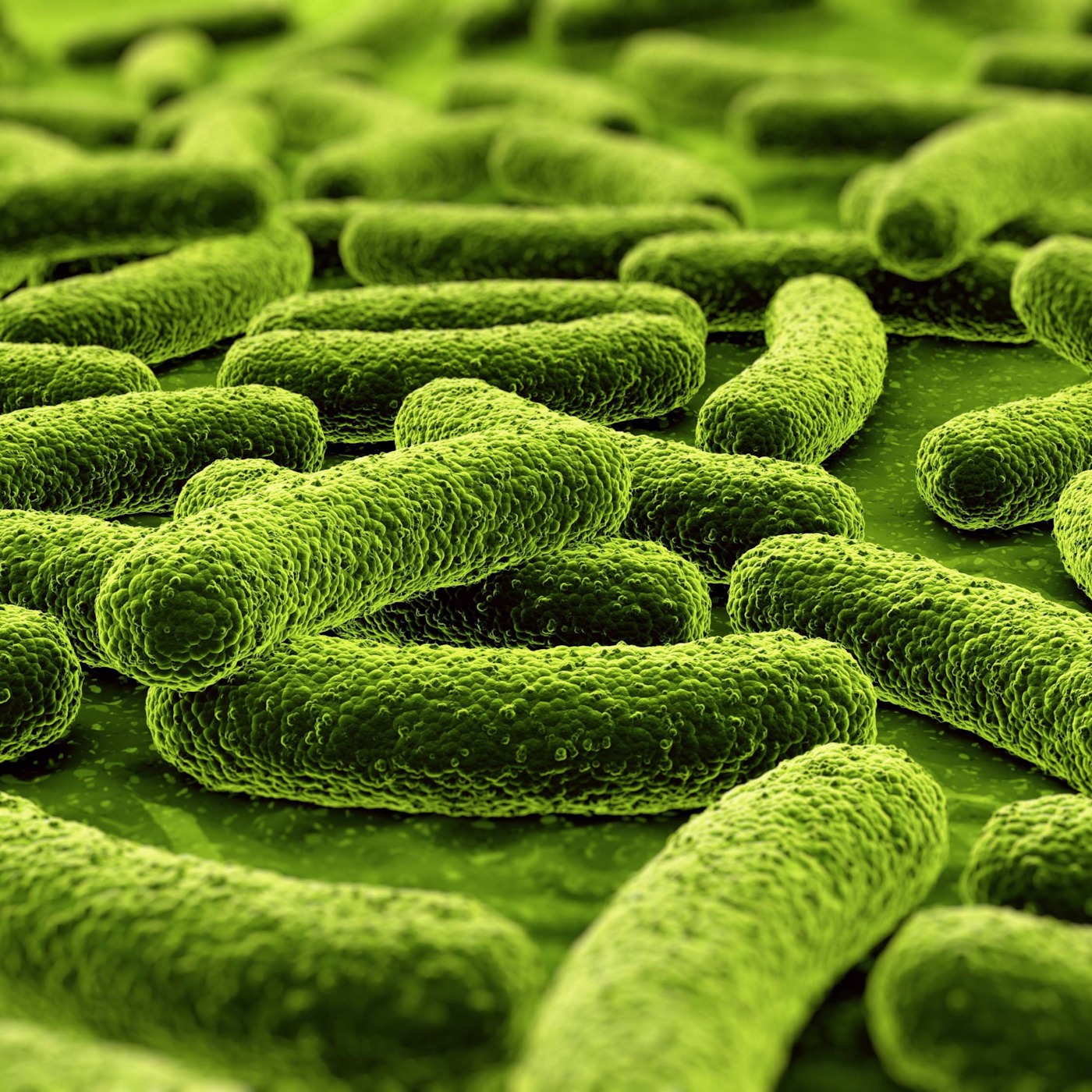 Tuberculosis Cure?