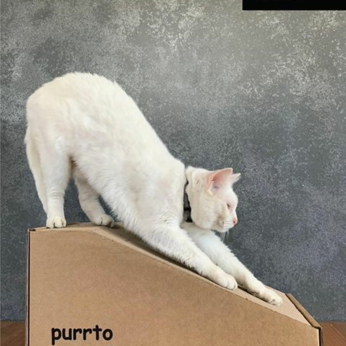 purrtoweb's Podcast