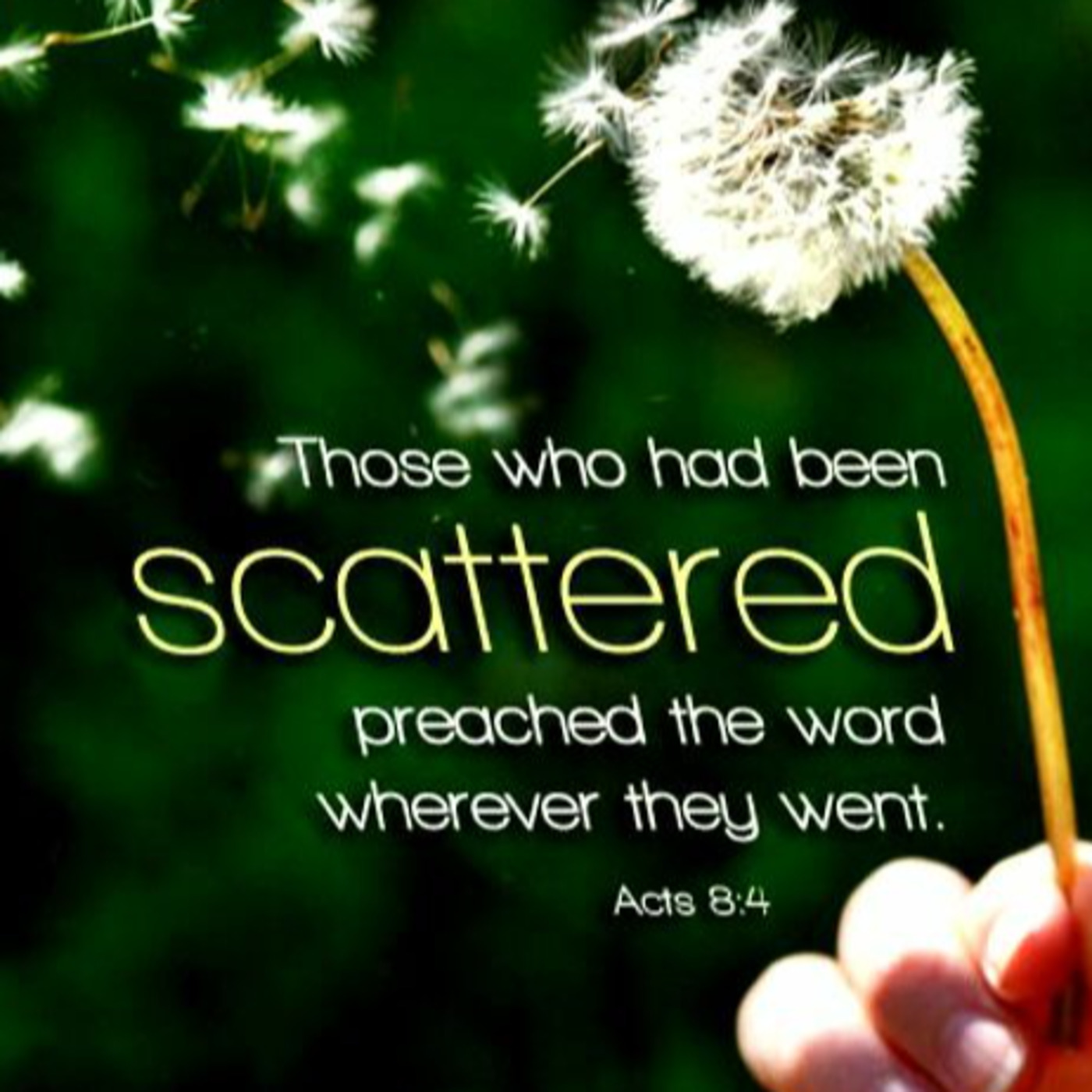 Episode 196: Acts 8:1-24, Persecution Brings the Gospel to Sameria, 3.24.24 episode artwork