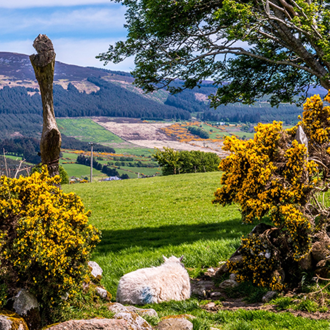 Traditional Healing Interview with Joe Mullally