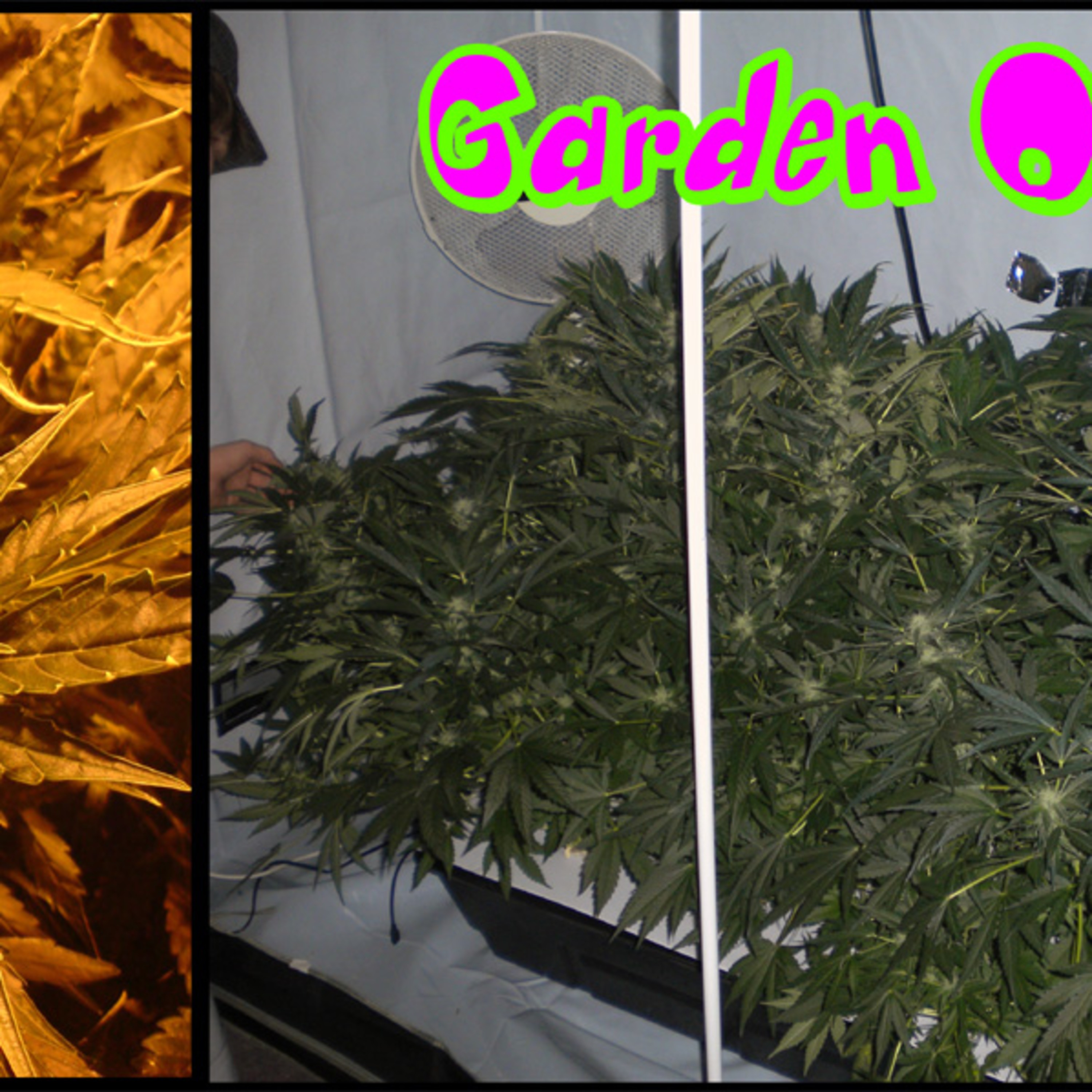 Oz’z Smoke Shed Ep12 - Garden Of Green episode artwork