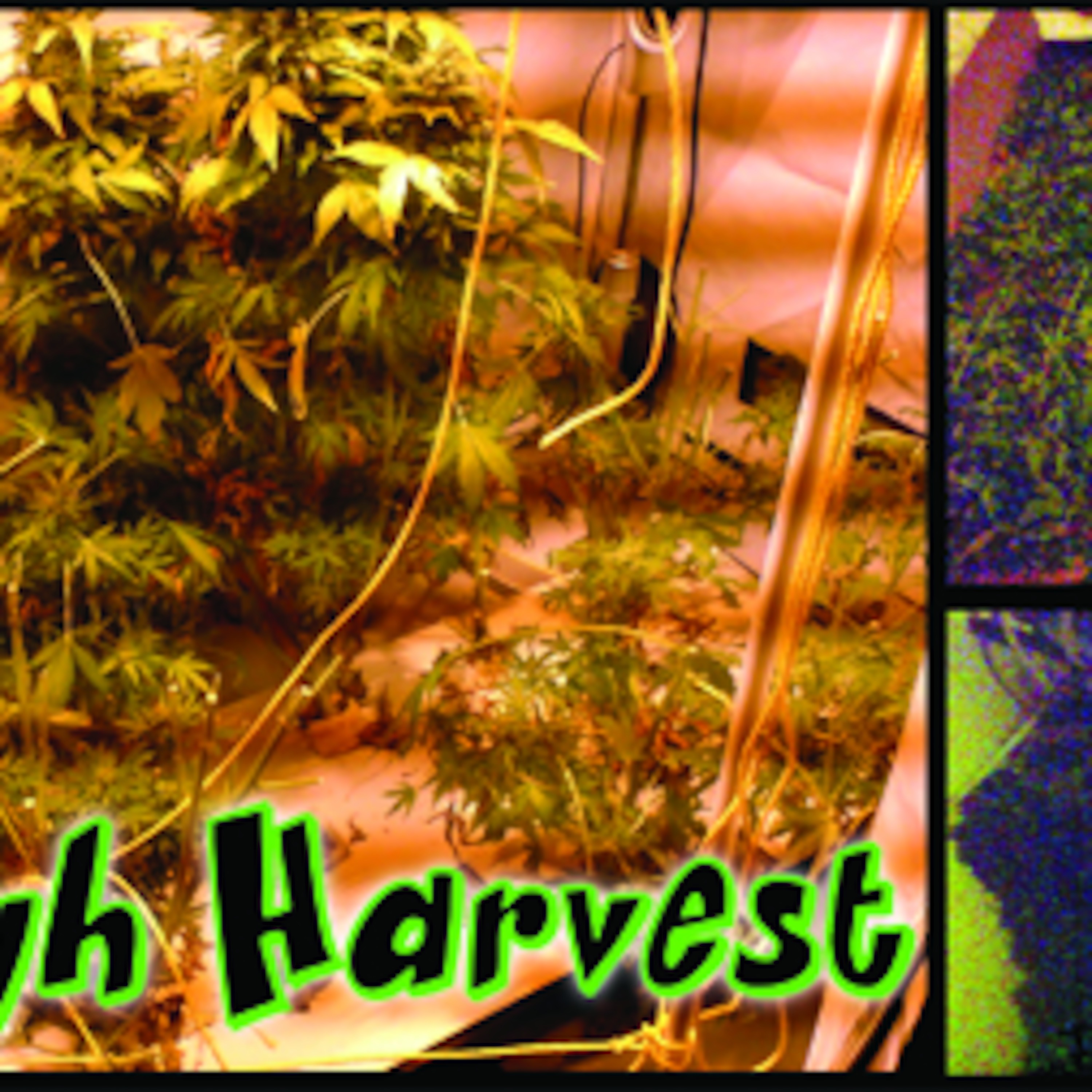 Oz'z Smoke Shed Ep13 - A High Harvest episode artwork