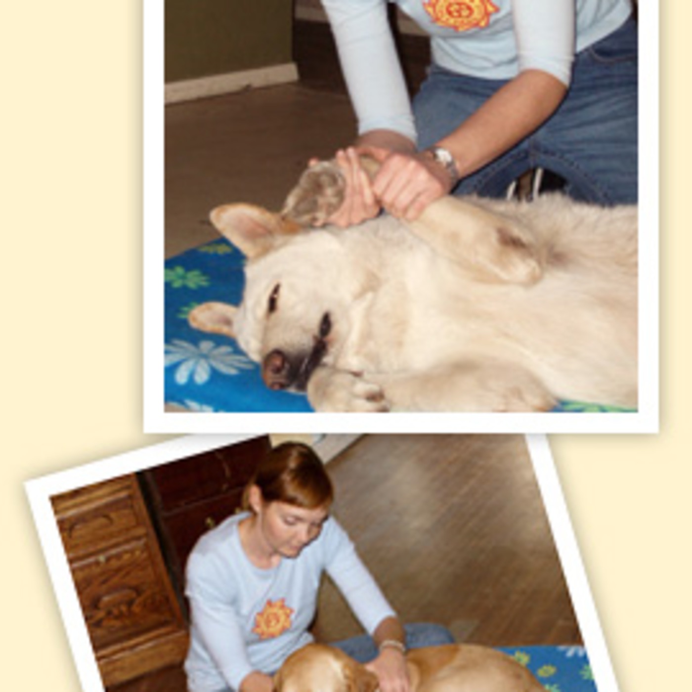 Benefits of Dog Massage