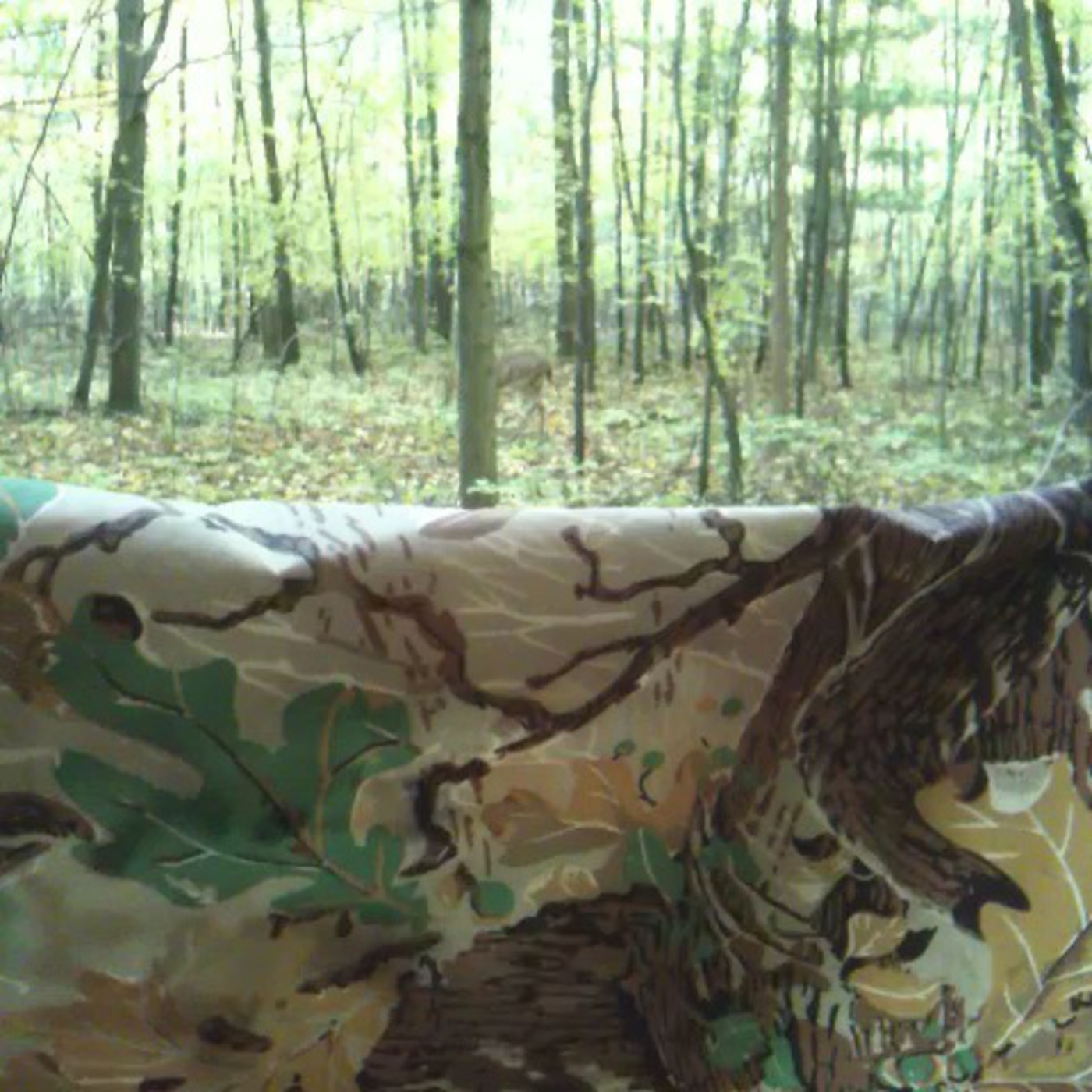 Little Deer