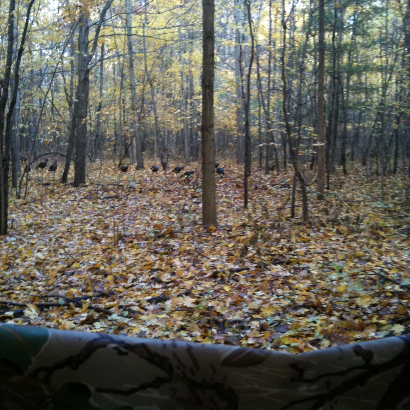 Turkeys