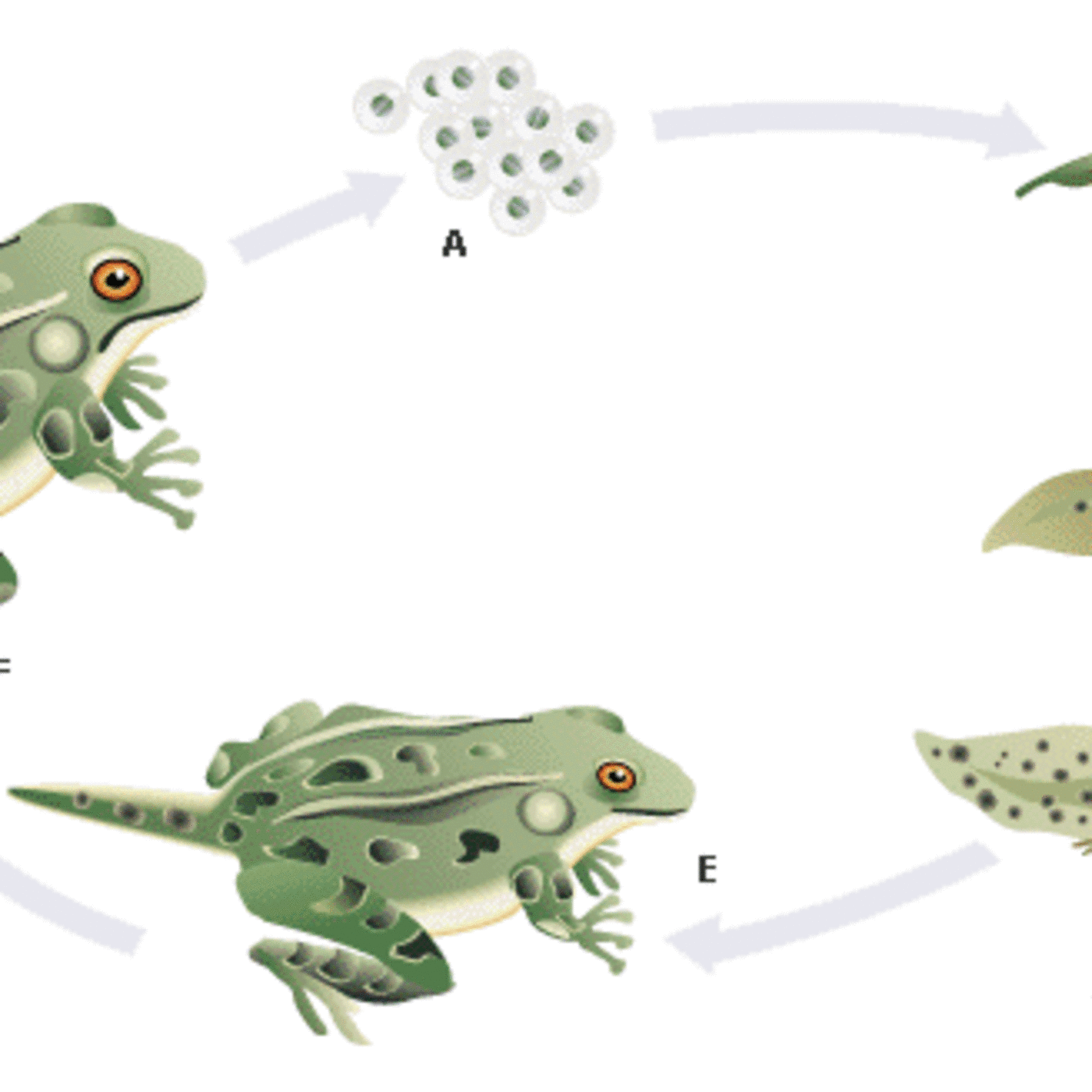 Metamorfosis