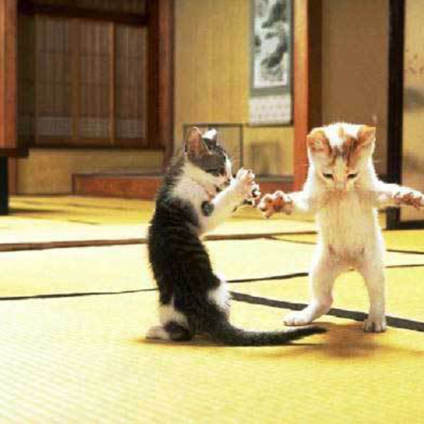Episode 23: Cat Fight in The Cooter Café.