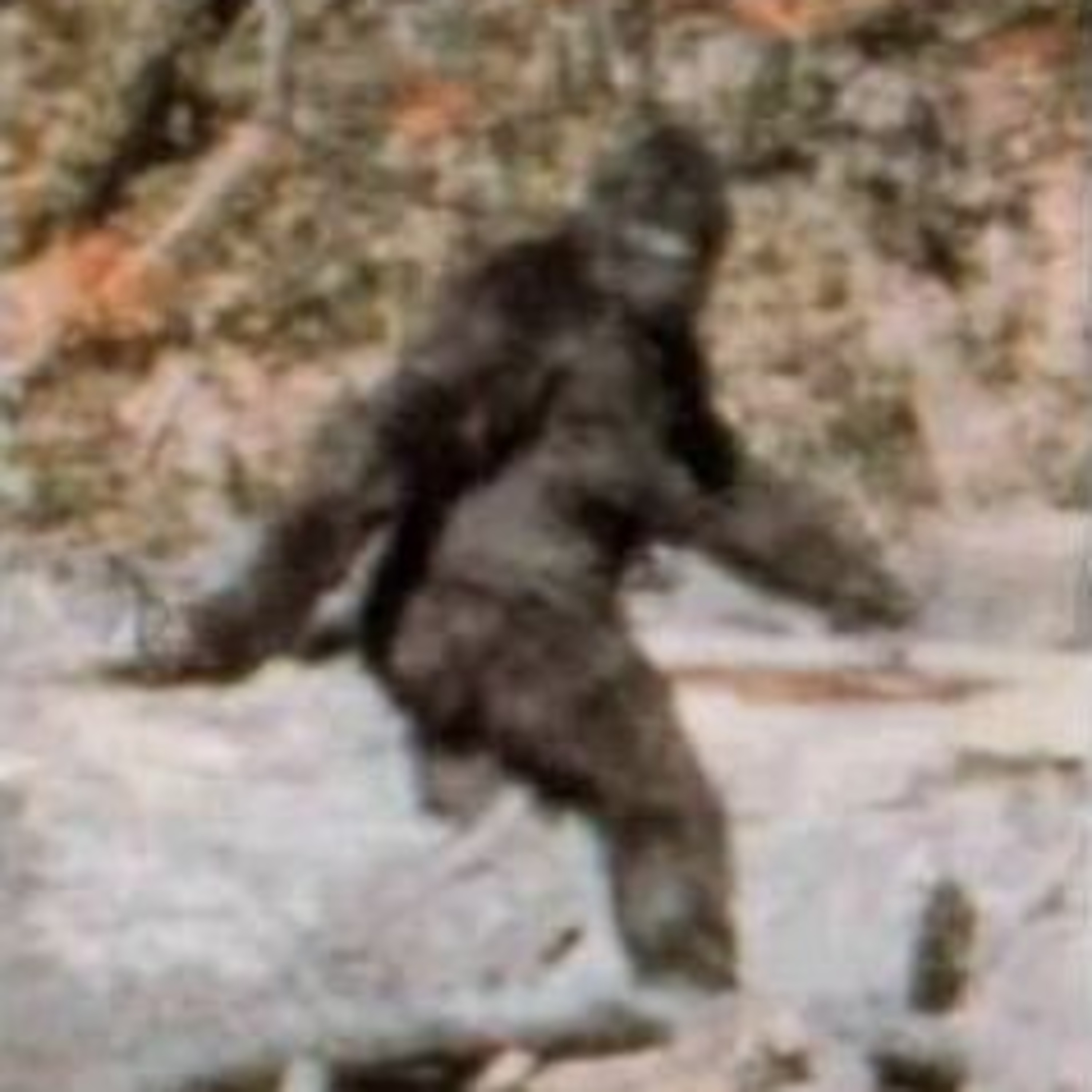 Episode 4: Bigfoot episode artwork